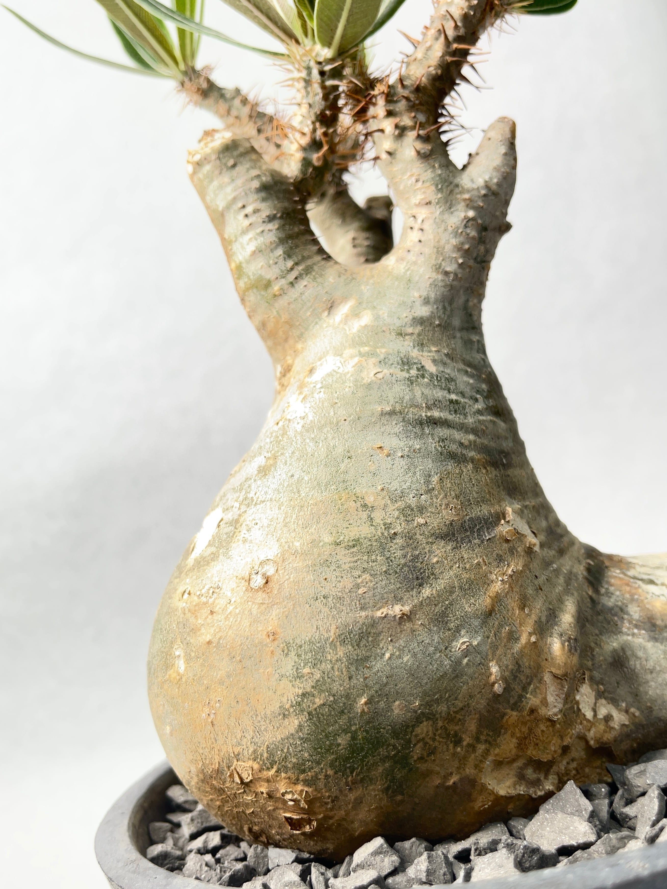 パキポディウム・グラキリス