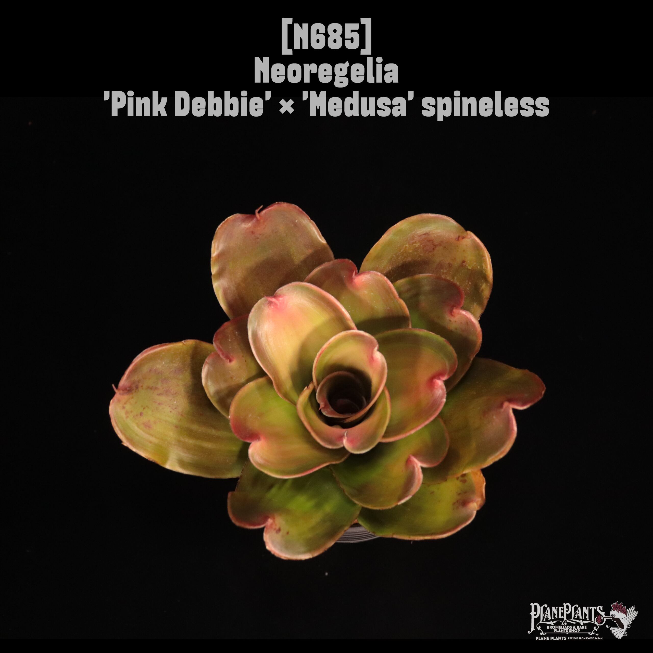 Neoregelia 'Pink Debbie' × 'Medusa' spineless〔ネオレゲリア〕N685