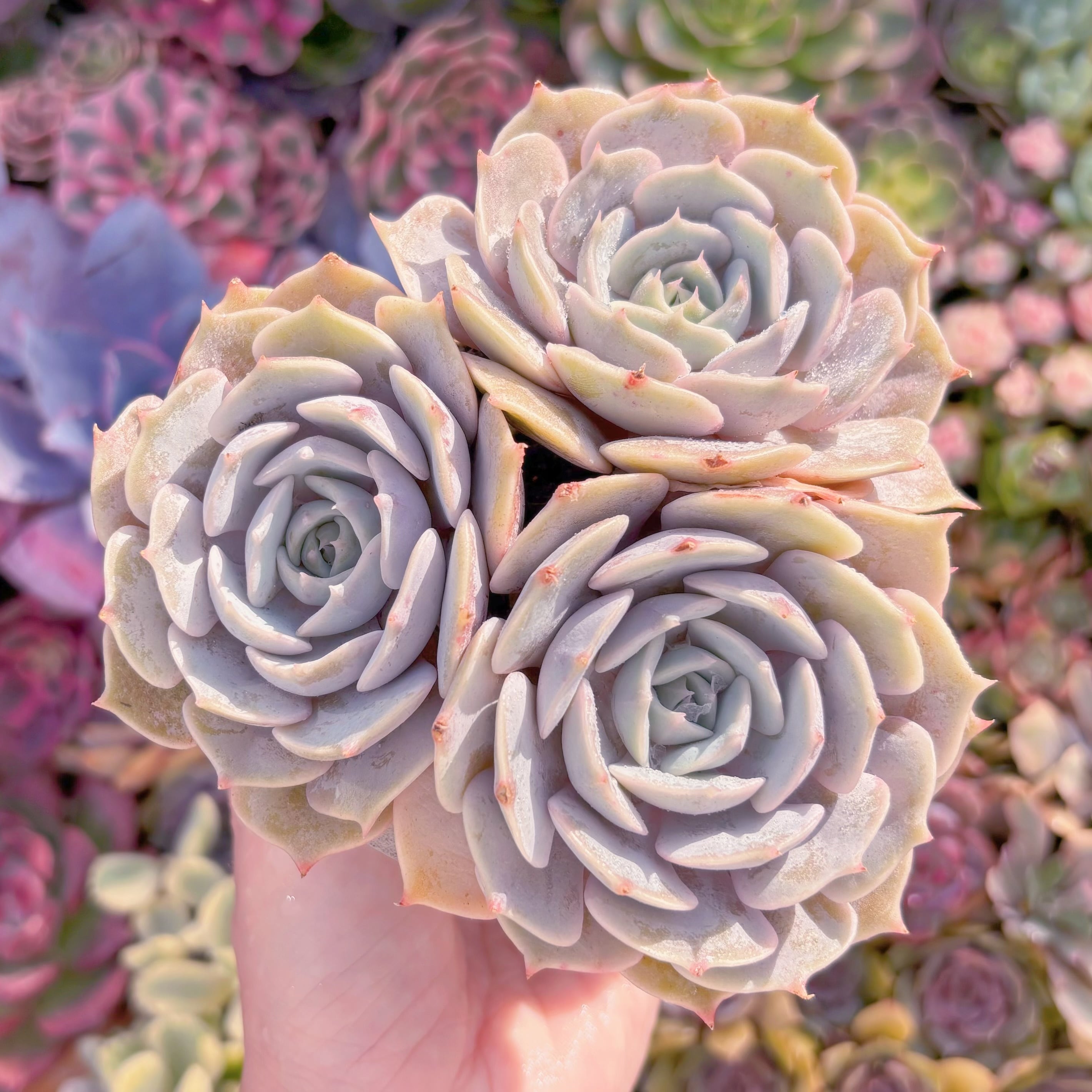 現品　ローラ#2189　群生　新入荷　るる農園