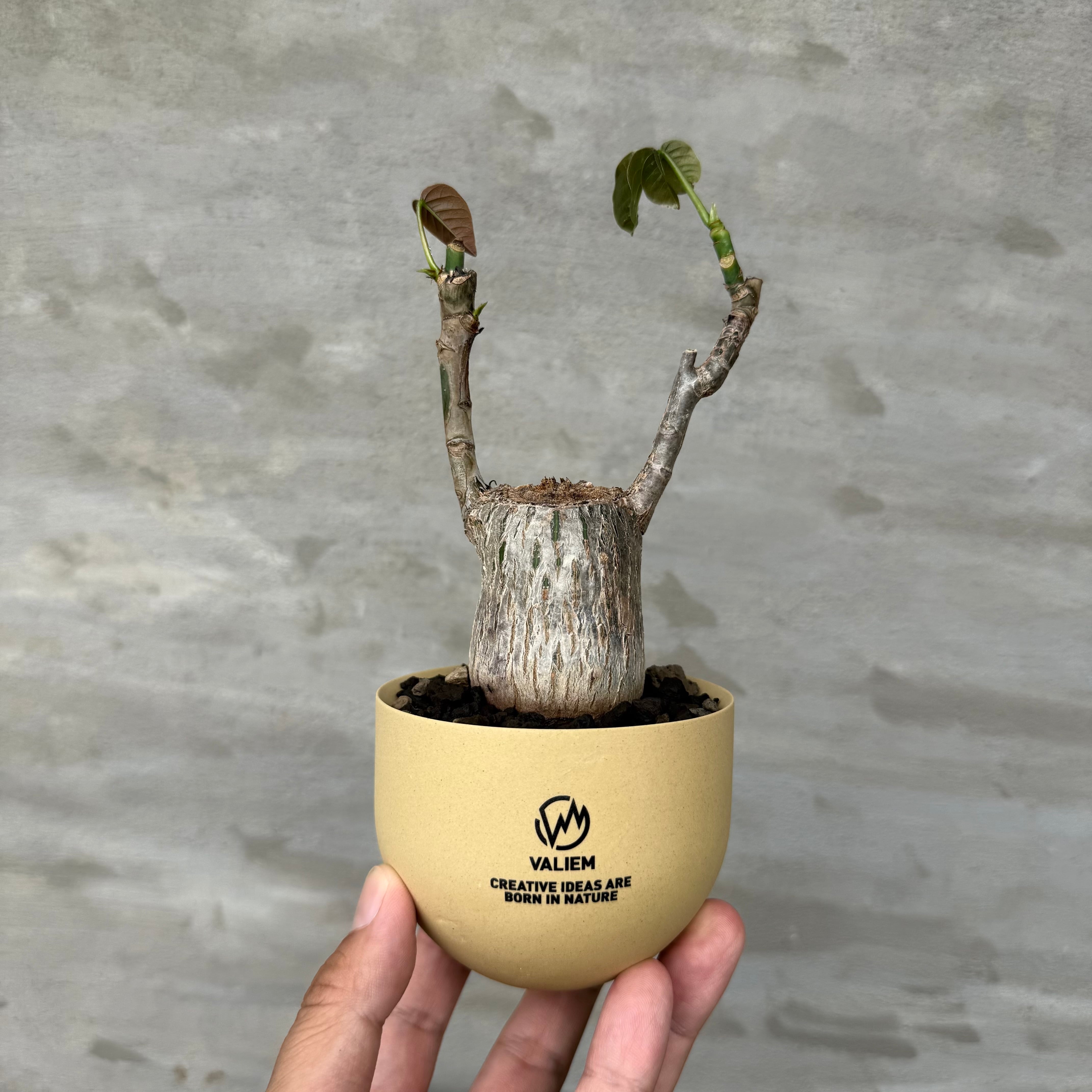 植物×鉢】可愛い手乗り！パキポディウム ブレビカリックス 現地球 発根
