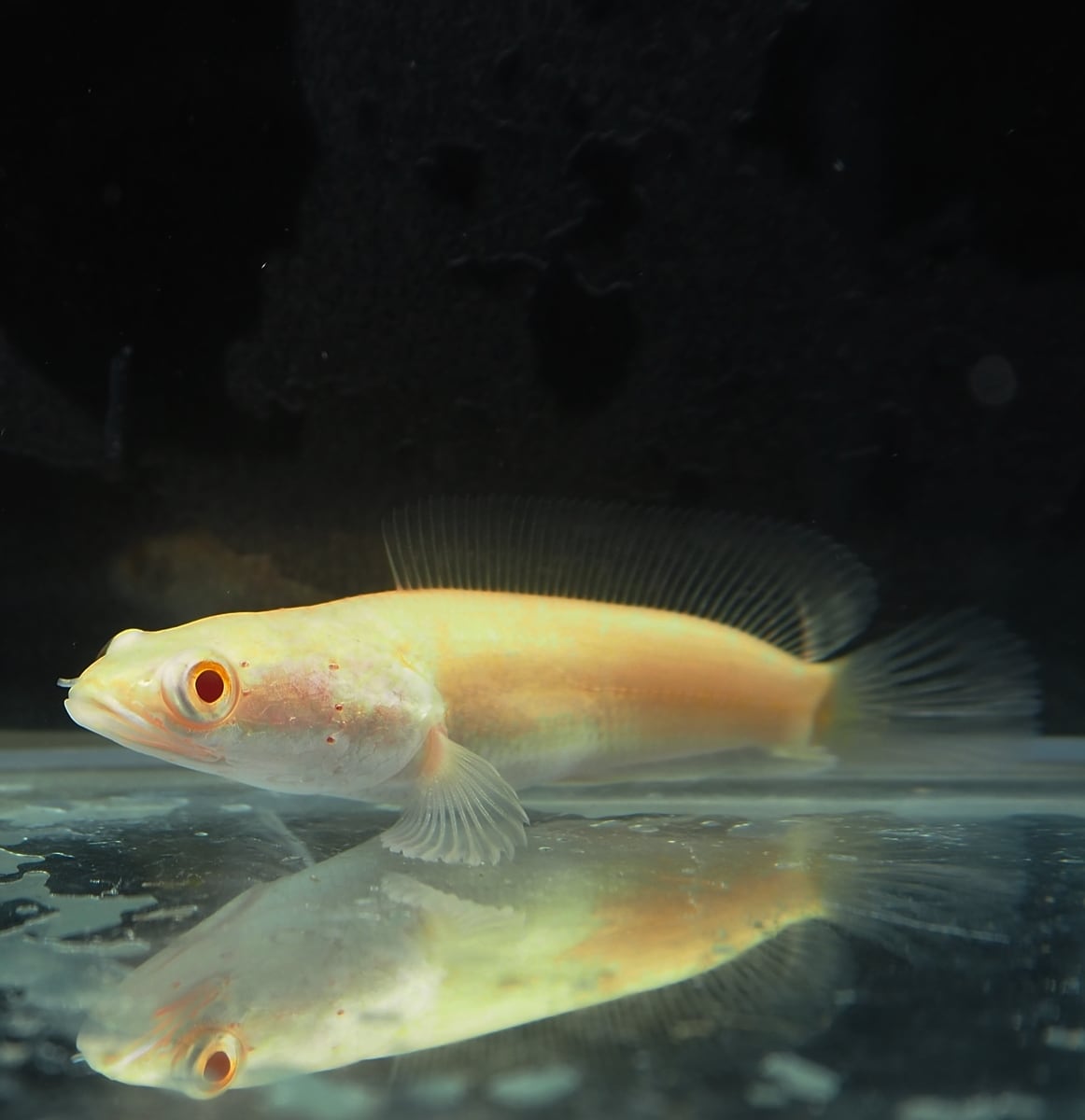 アルビノプラーチョンウルトラショートボディ