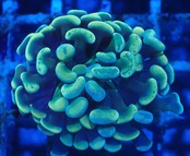 ParaAncora YellowBlue 4