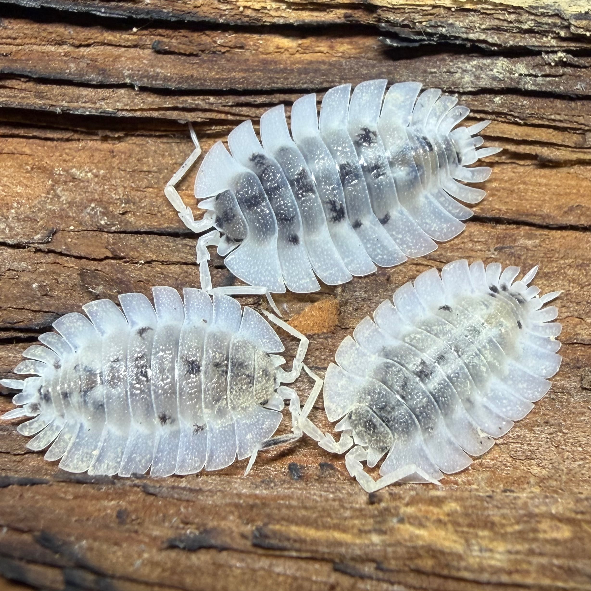 ワーネリーオオワラジホワイト 5匹セット | 昆虫ショップ BUG FOREST