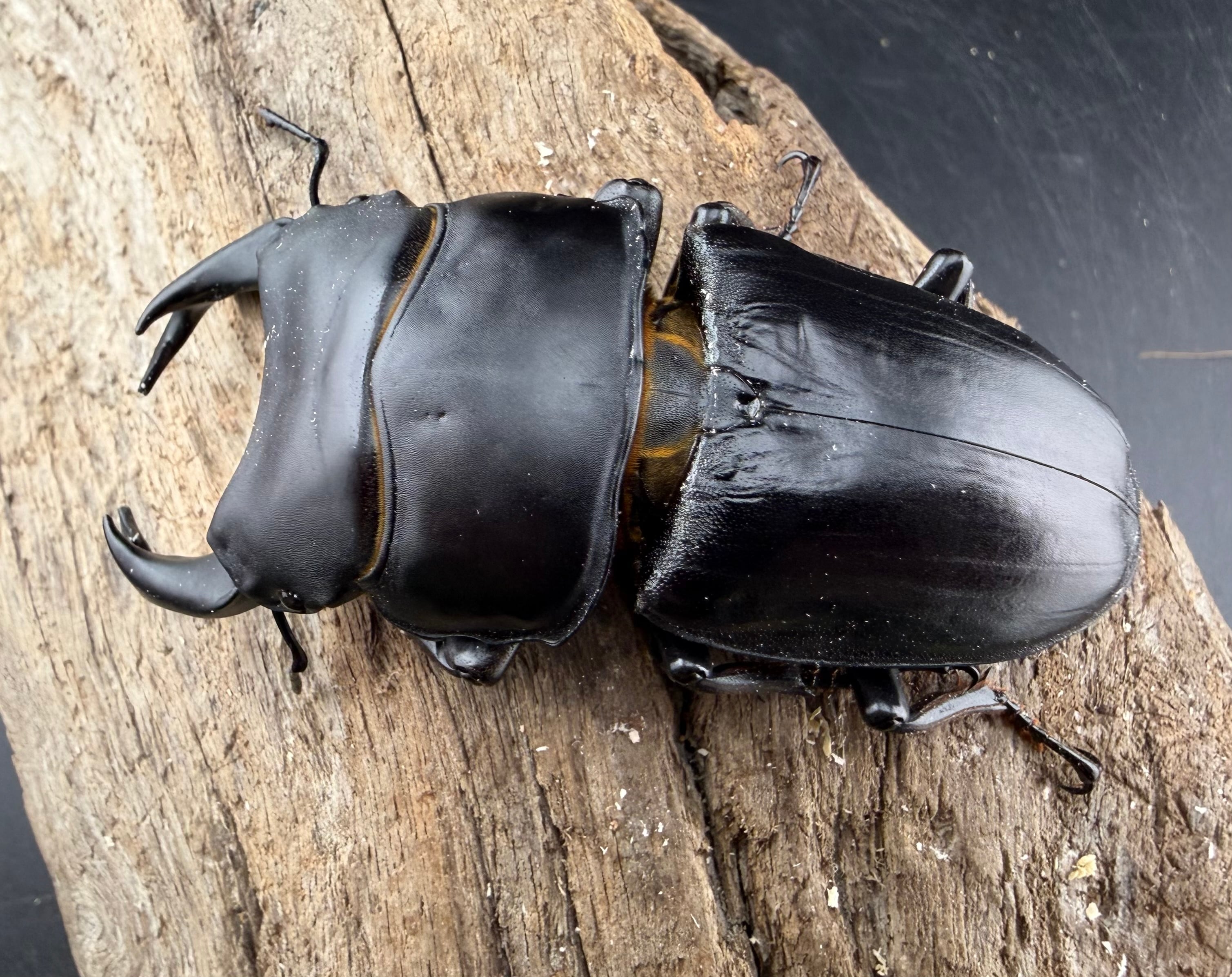 オオクワガタ 能勢YG血統 84mm ペア》 | KPW公式オンラインショップ