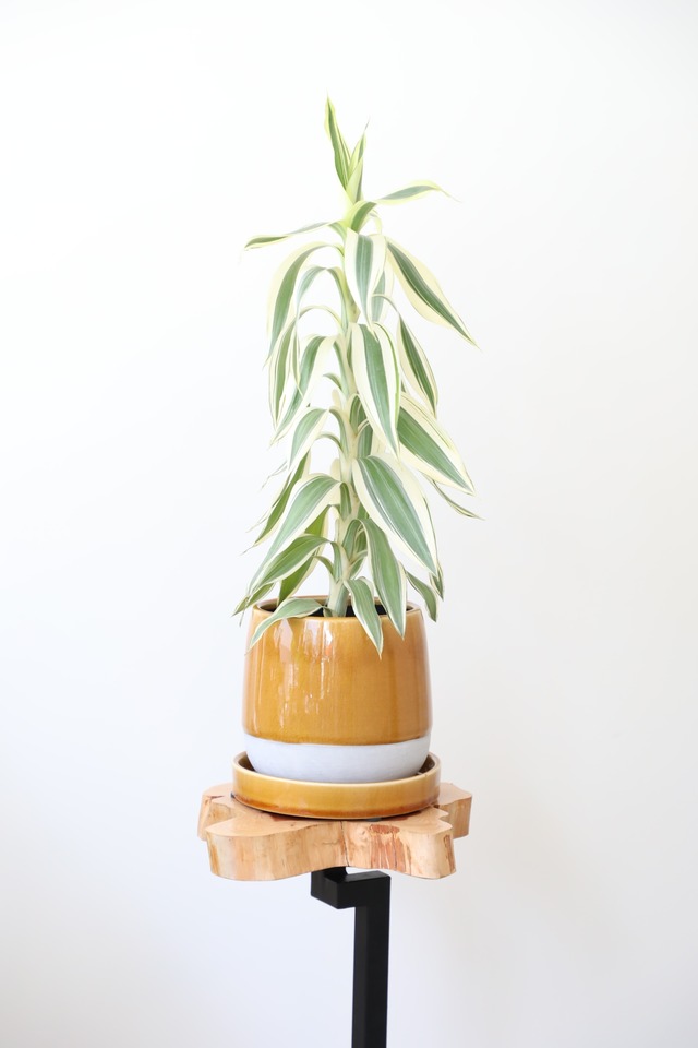 ドラセナ サンデリアーナ ホワイト/Dracaena 　※陶器鉢カバー付き