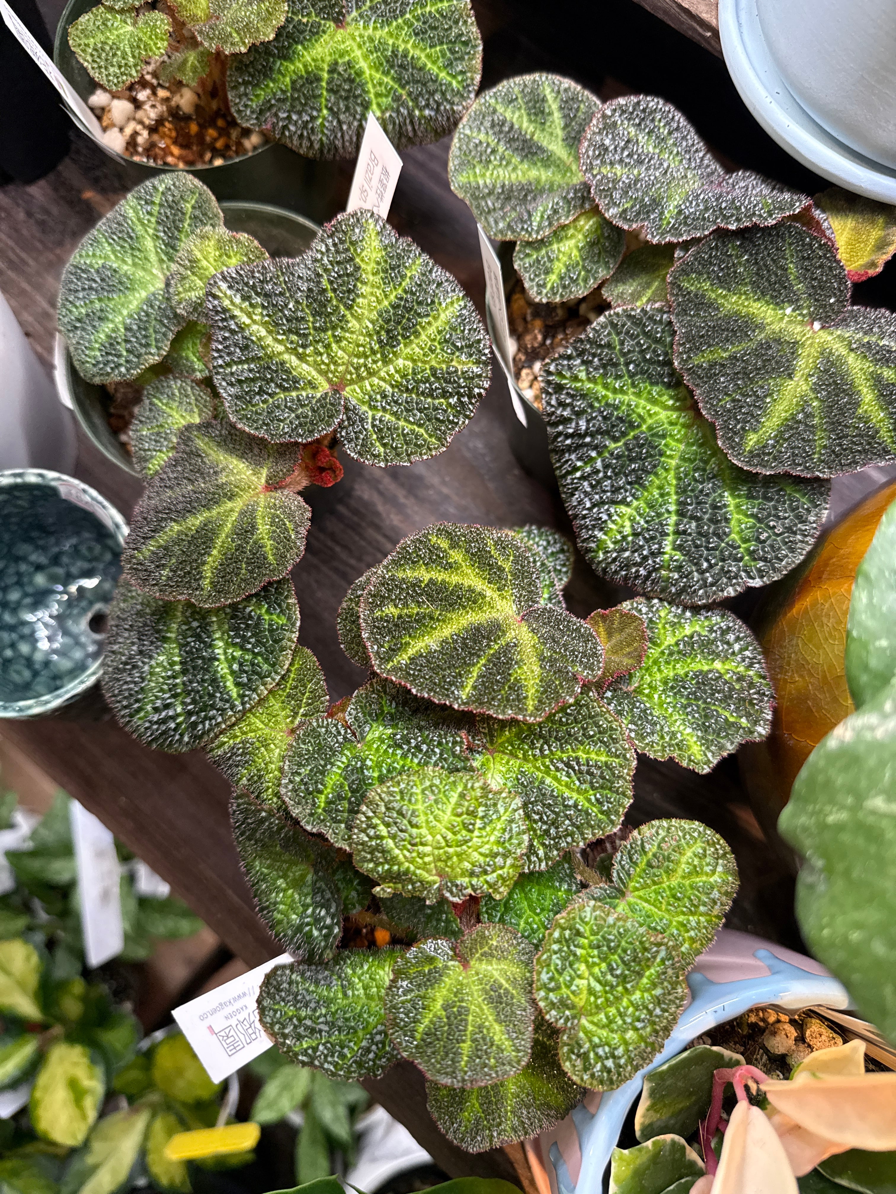 ネムノキ斑入り 7号 | Gardenえん 【観葉熱帯植物】