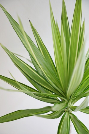 【渋谷区周辺エリア/配送料無料】【L/125cm】ユッカ バリエガータ/Yucca