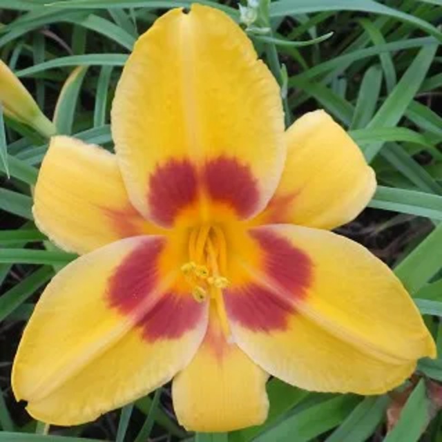 ヘメロカリス 'フールドミー'