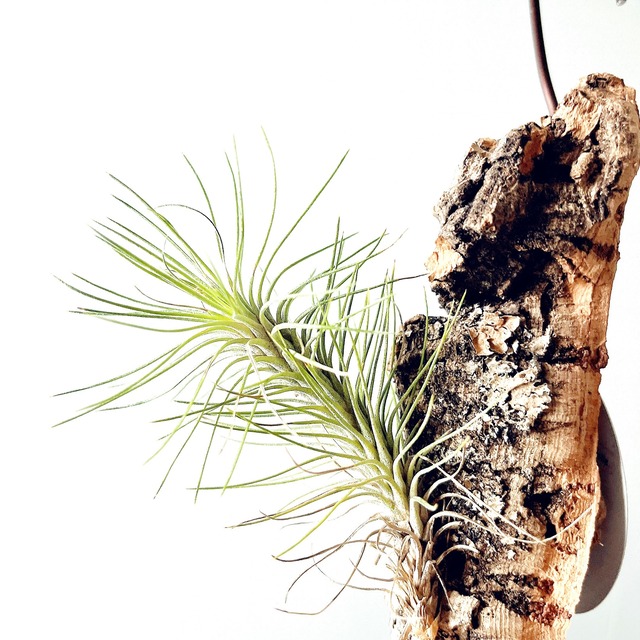 希少 チランジア フンキアナ var. レクルビフォリア 流木仕立て エアプランツ
