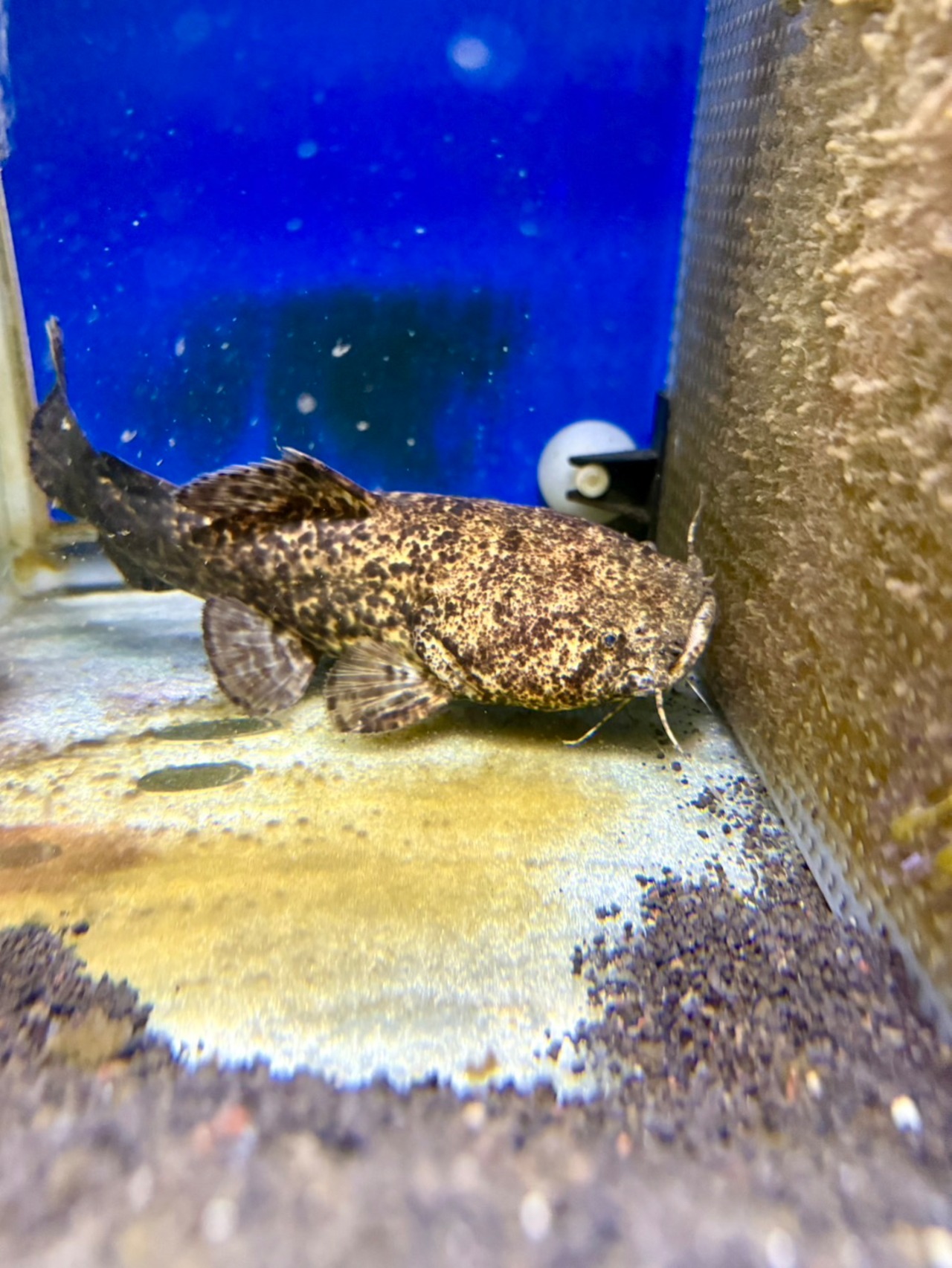 オレンジキャット - 2