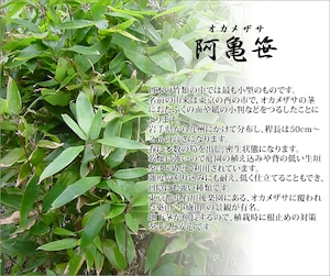 オカメザサ(阿亀笹)のポット苗