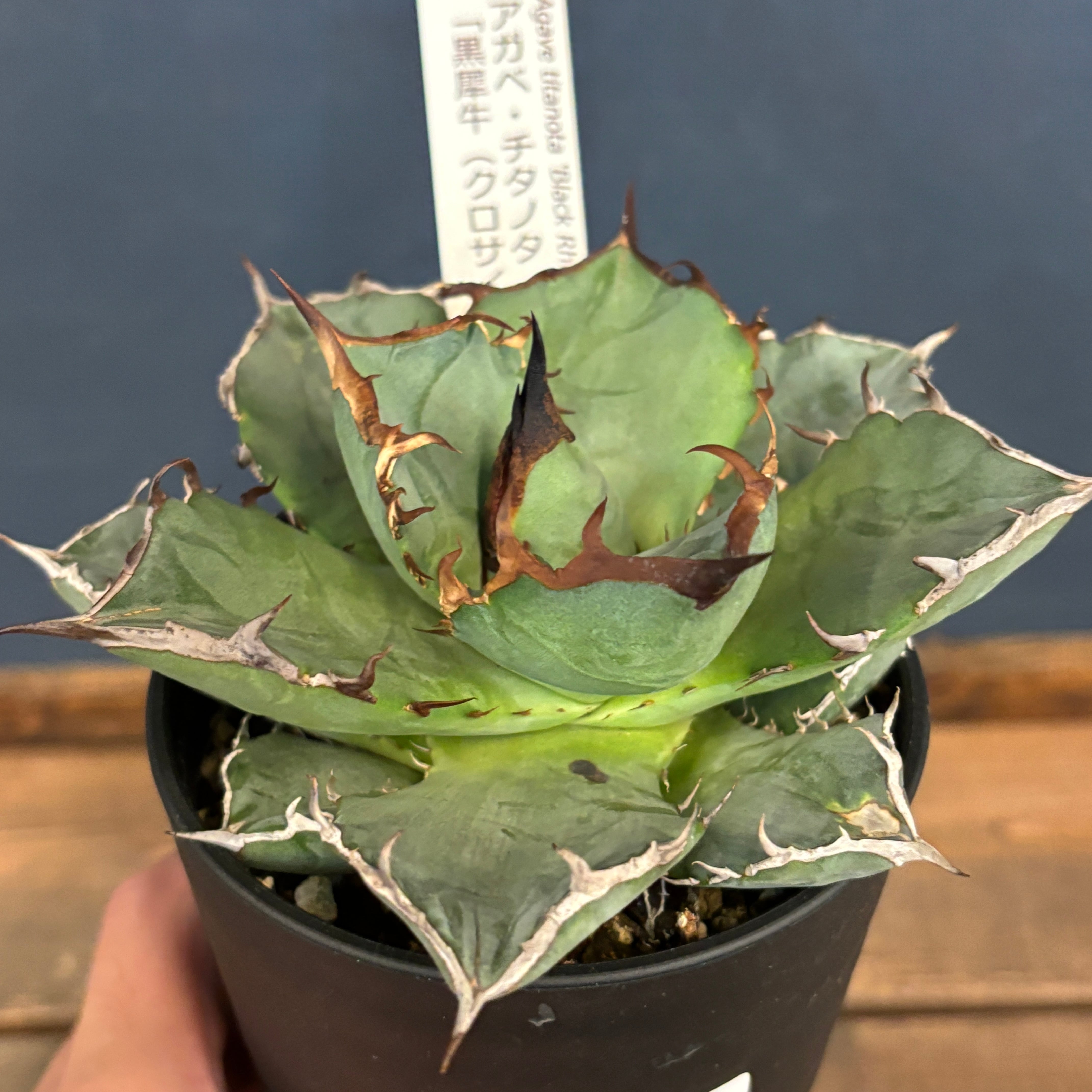 アガベ　チタノタ　実生選抜　犀系 アガベ チタノタ 実生選抜 犀系 アガベ