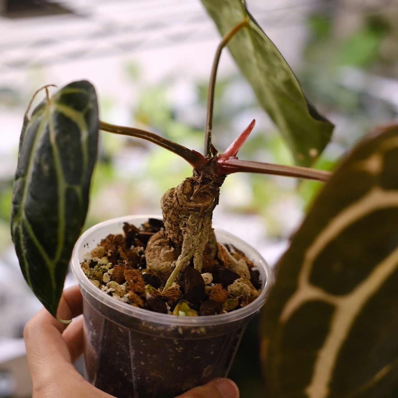 Anthurium Carlablackiae / アンスリウム カーラブラッキー⑪│観葉植物