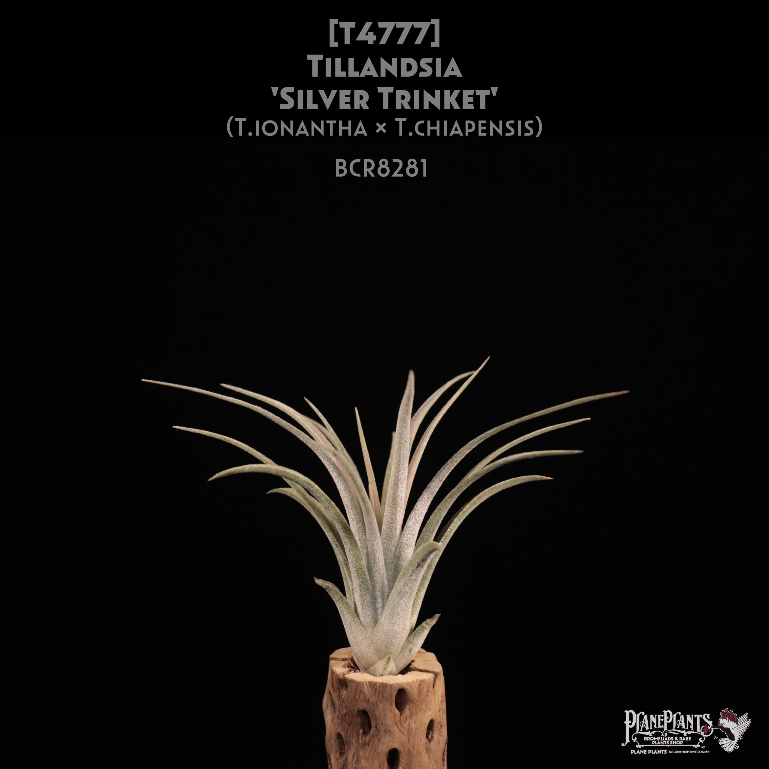 【reserved】'Silver Trinket'〔エアプランツ〕現品発送T4777