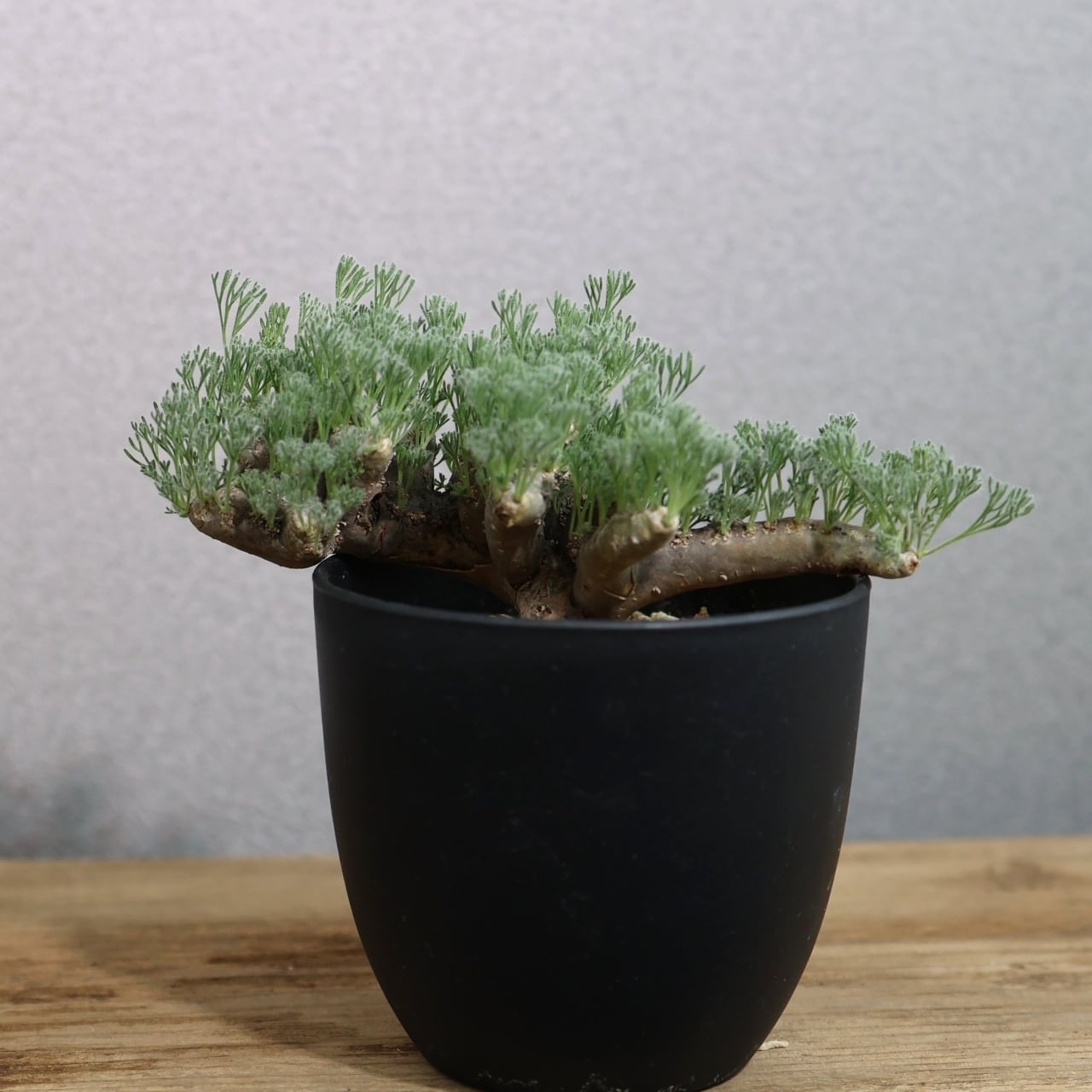 363 そのギャップにやられる『サルコカウロン ムルチフィダ