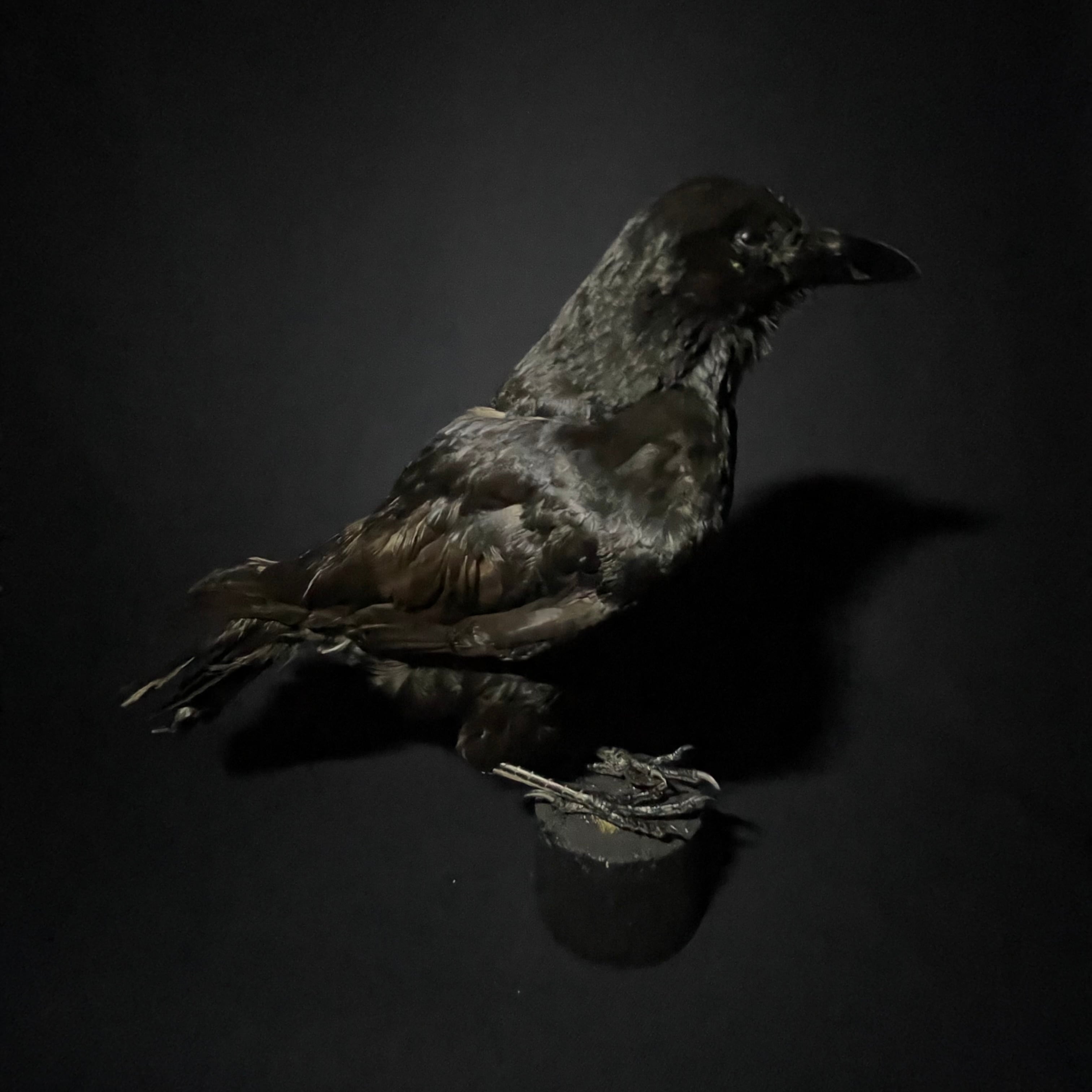カラスの剥製 ハシボソガラス 希少 Carrion Crow/ハシボソカラス/カラス | quelque jour（フランス