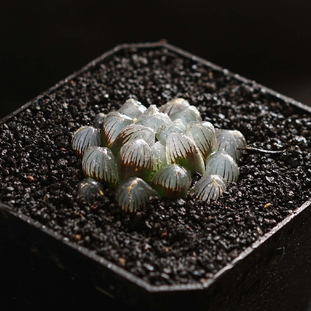 抜き苗 ブルーレンズ Haworthia 'Blue Lenses'