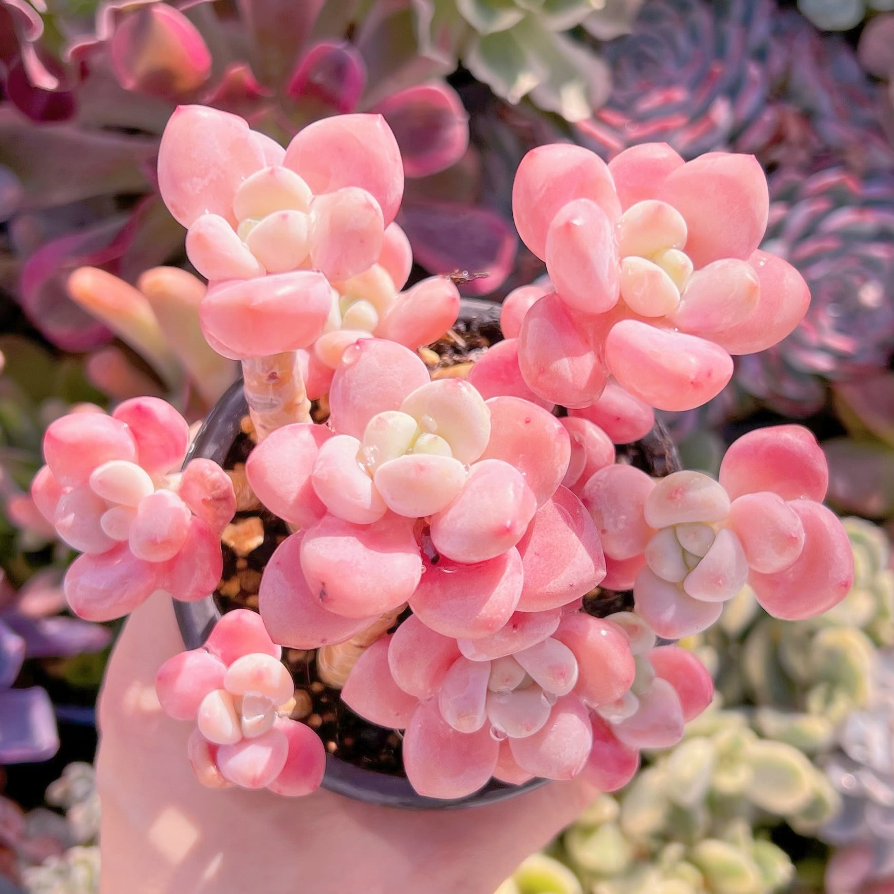 現品　マカロン#033   るる農園