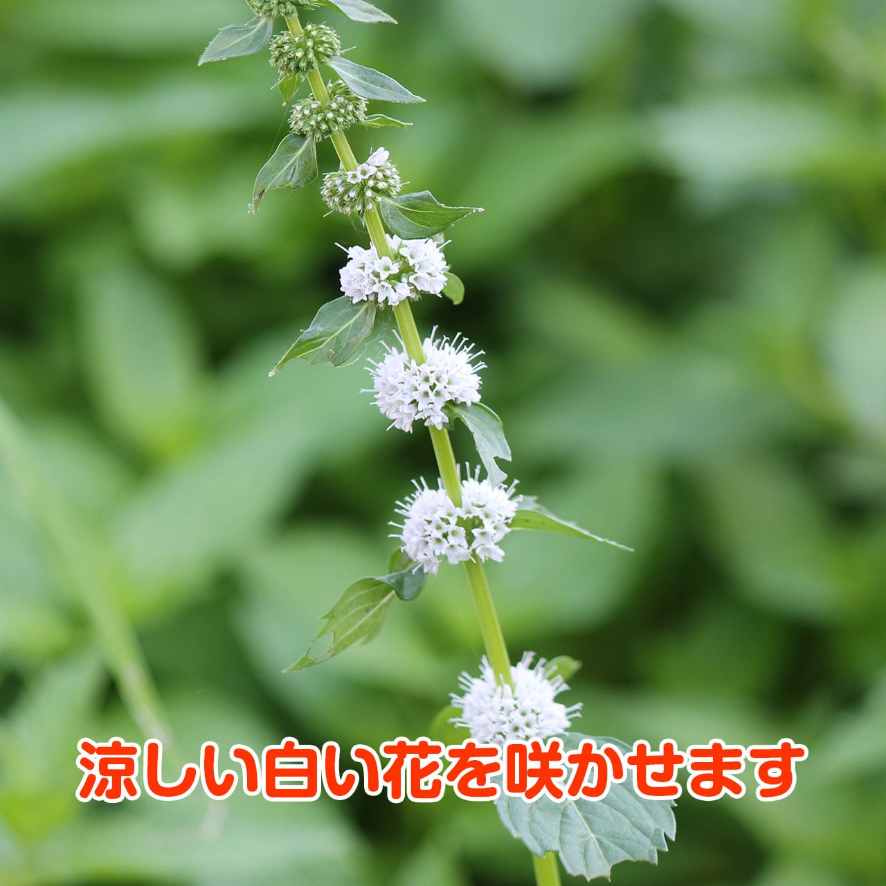 3a07b36388b6d5eaa45ddc760038c4