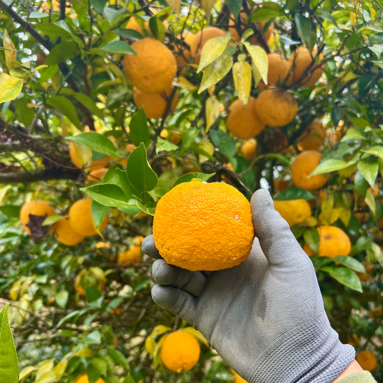 京都フレグランス　柚子・アロマウォーター（芳香蒸留水）　500㎖