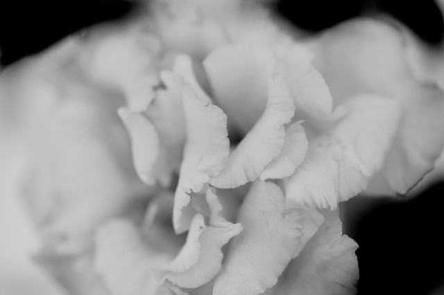 Rose  (black wooden frame 61cm×91cm付き)