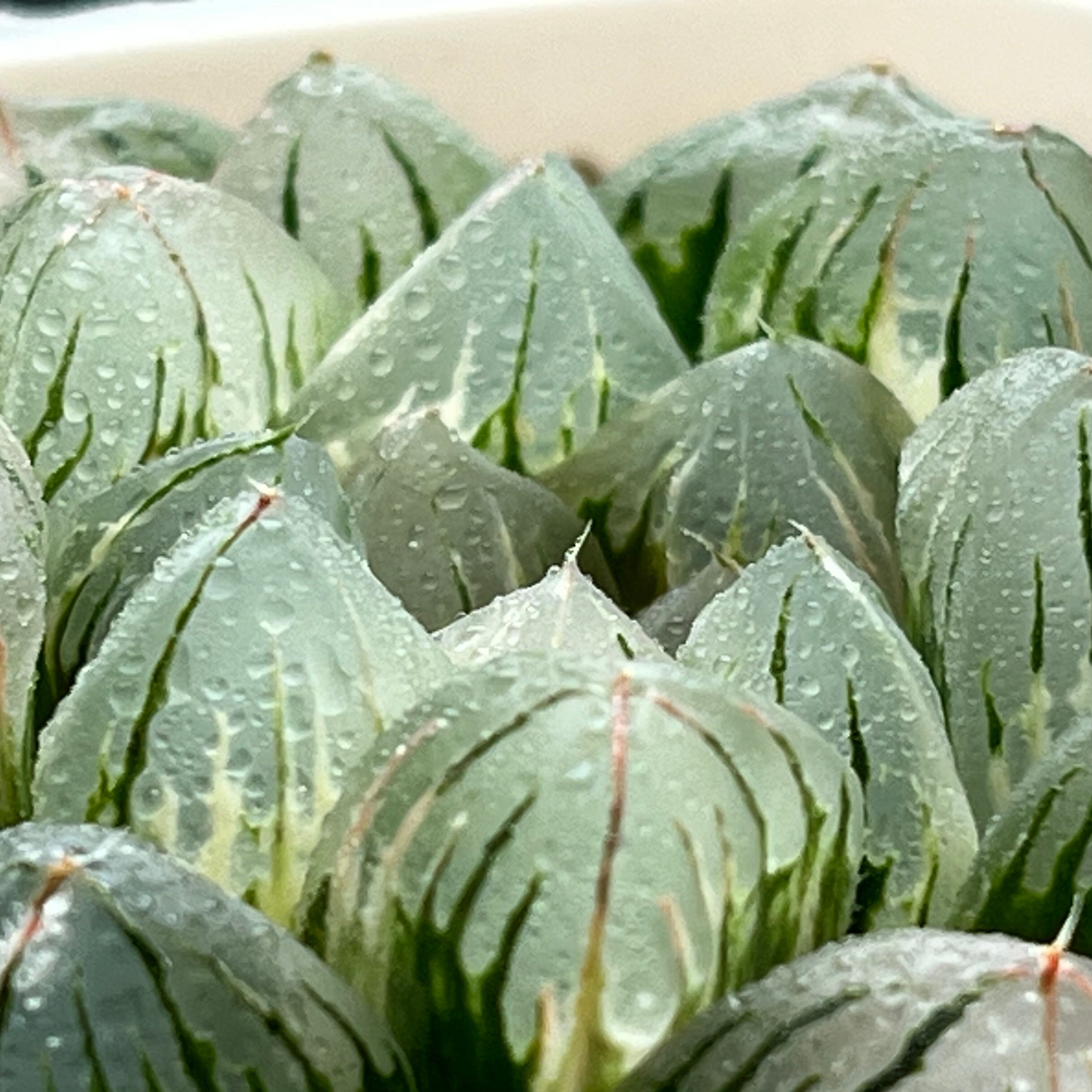 ハオルチア オブツーサ錦 萩原No.5 | mocono_plants