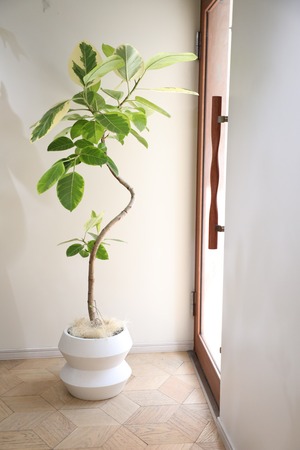 【L】【渋谷区周辺エリア/配送料無料】【161cm】フィカス アルテシマ/Ficus Altissima　※鉢カバー別