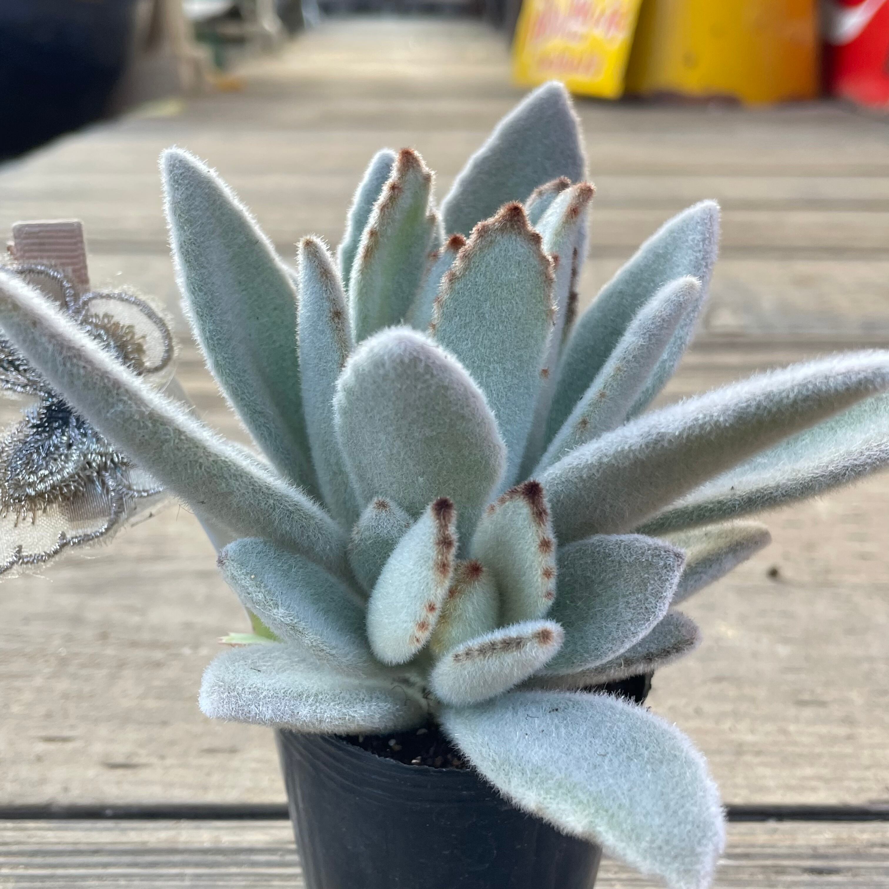 白兎(兎耳) | RuPo 多肉植物専門店 白兎(兎耳) | RuPo 多肉植物専門店