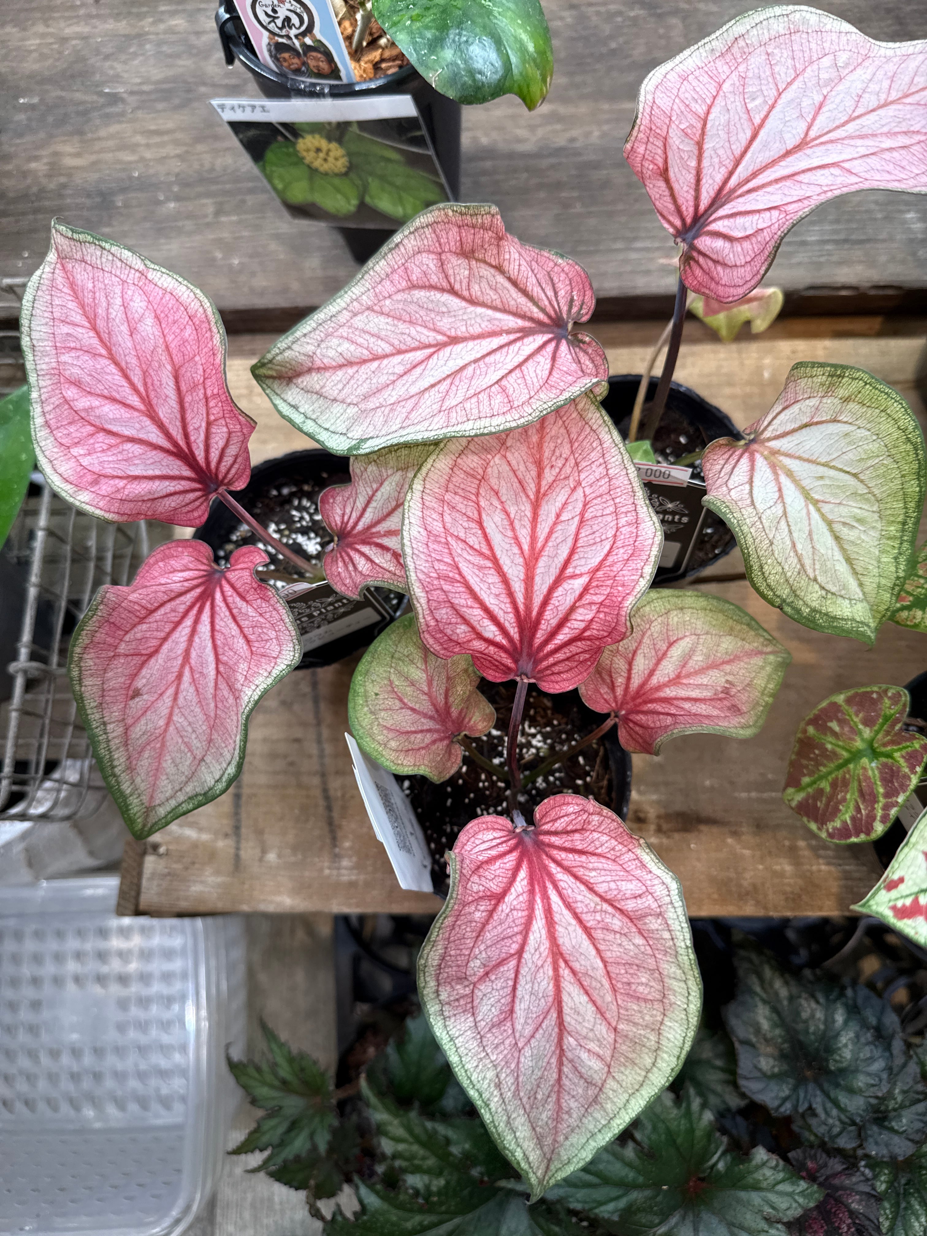 Gardenえん 【観葉熱帯植物】