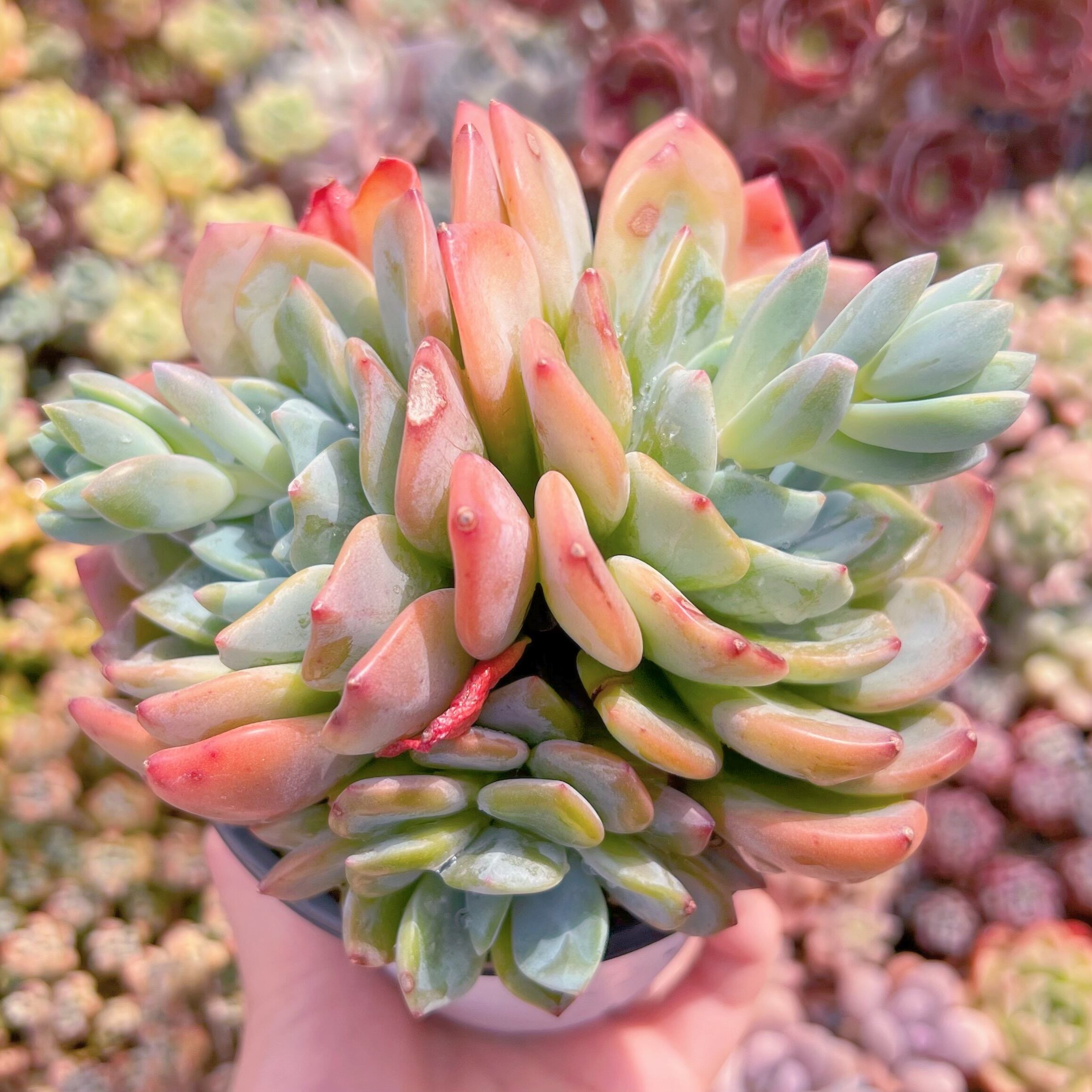 現品　ドリームアニー#B323　大群生　るる農園