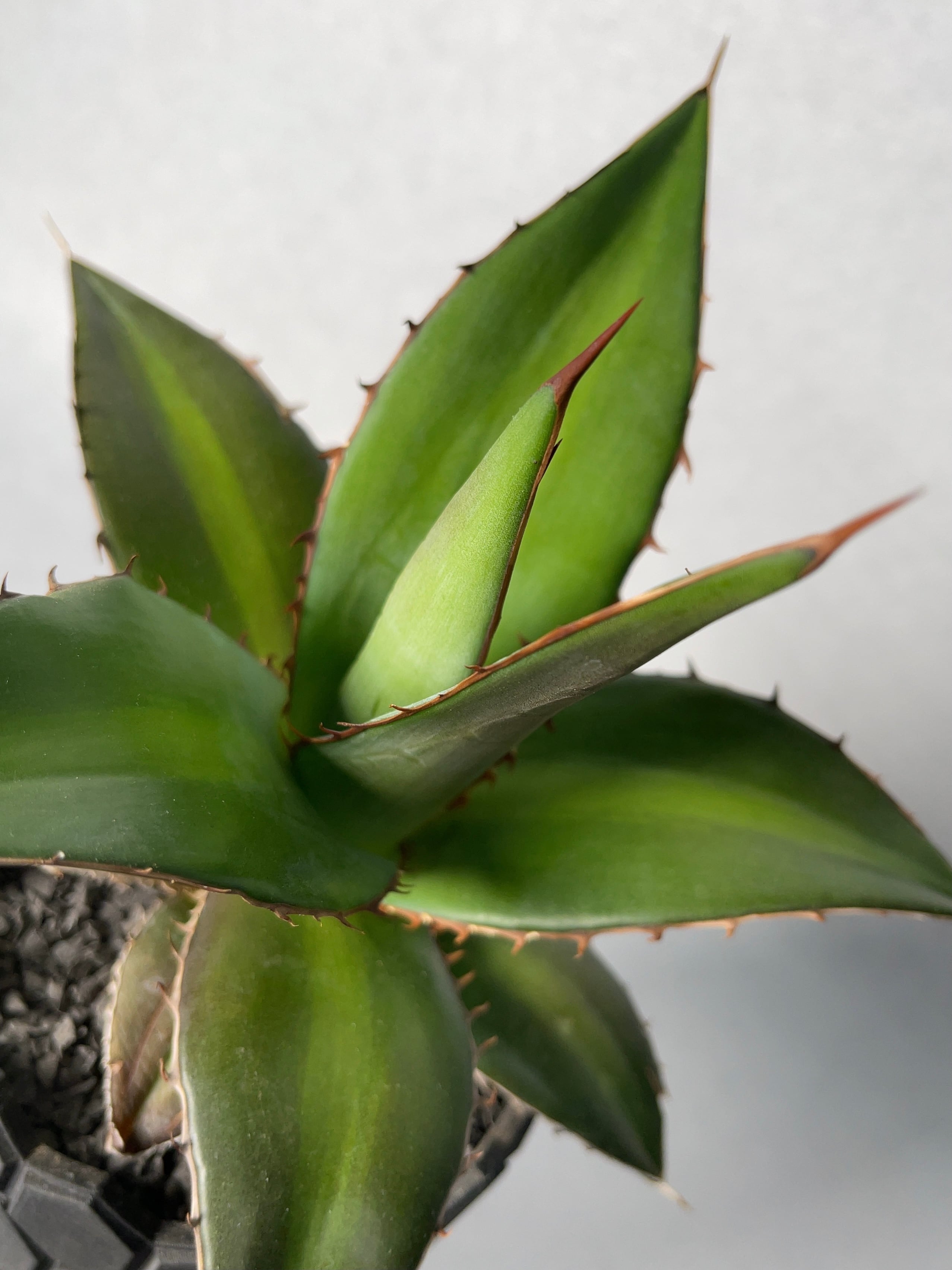 アカベ ケルチョベイ 大株 アカベ ケルチョベイ 大株