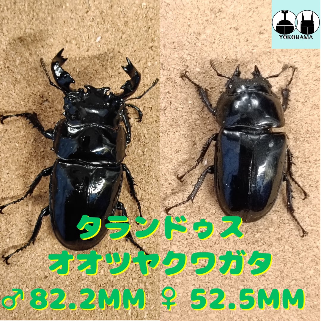 タランドゥスオオツヤクワガタ ♂ 82.2mm、♀52.5mm ペア | カブクワ
