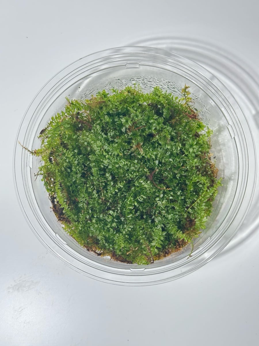 チョウチンゴケ〈Sサイズ〉