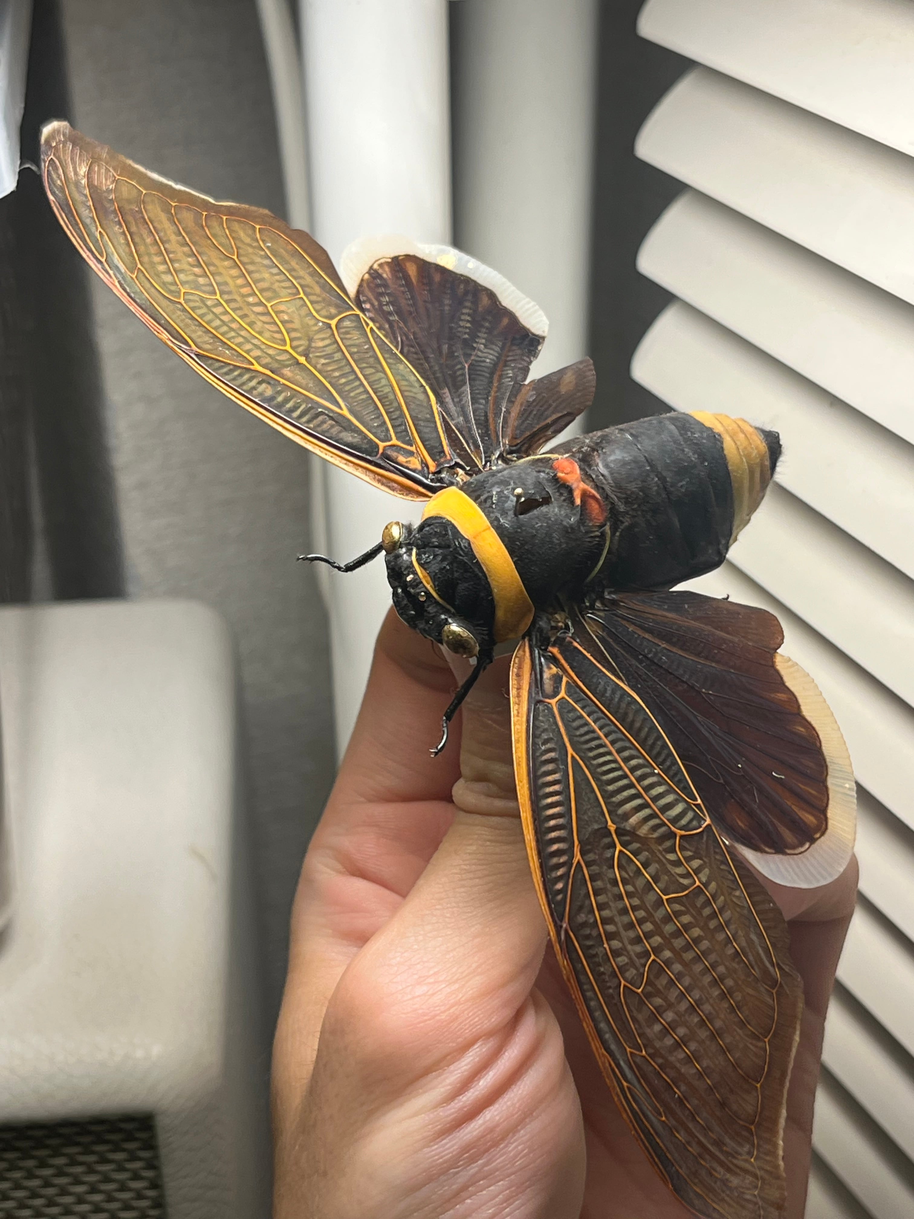 58mm】キエリアブラゼミ 蝉セミハエハチベルゼバブホークカゲロウ