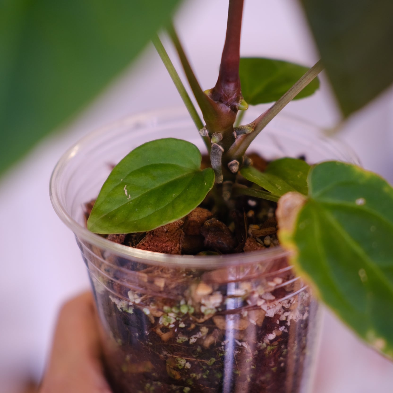 Anthurium kunayalensis × Anthurium Zara 'Michelle'｜アンスリウム