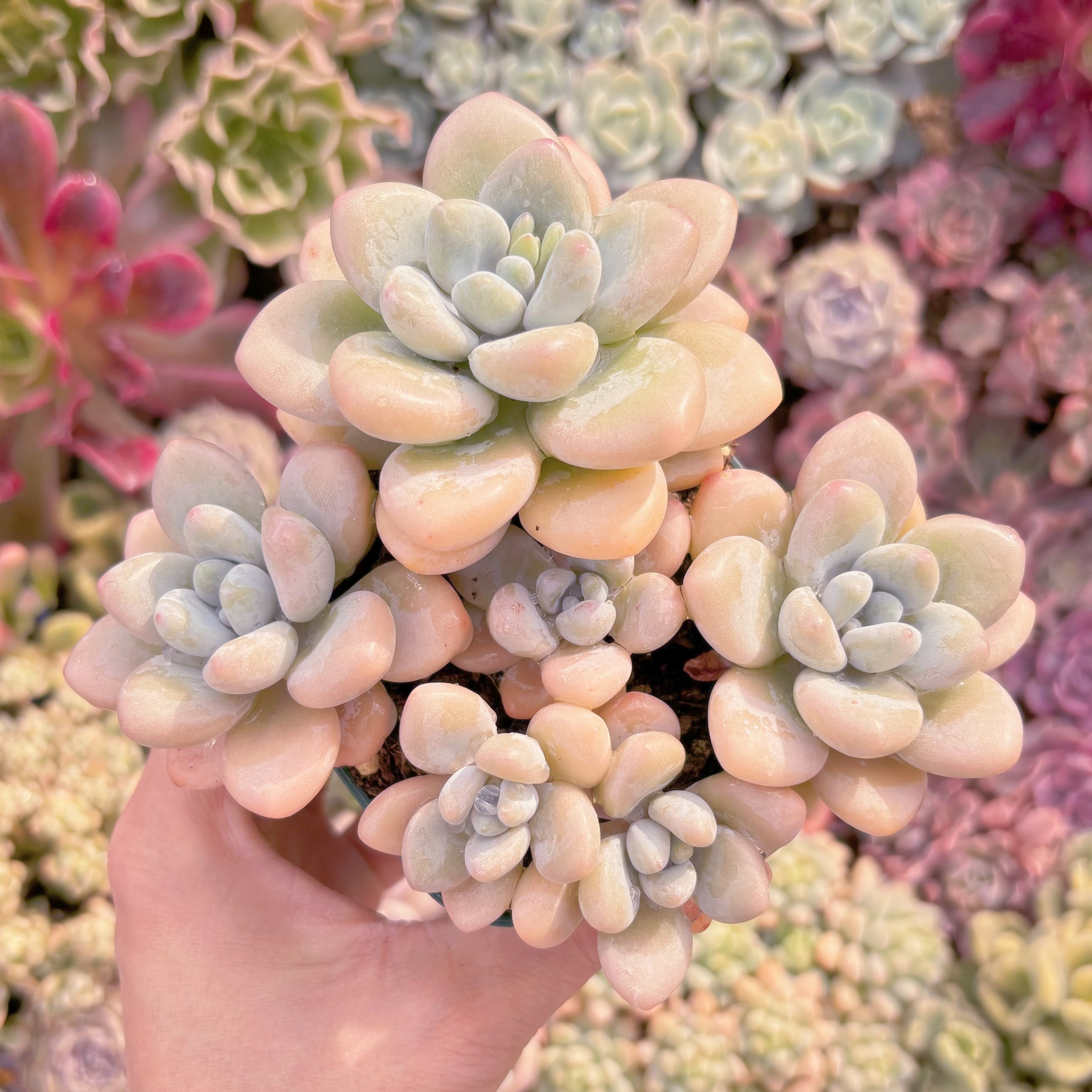 現品　洛神#A23　群生　るる農園