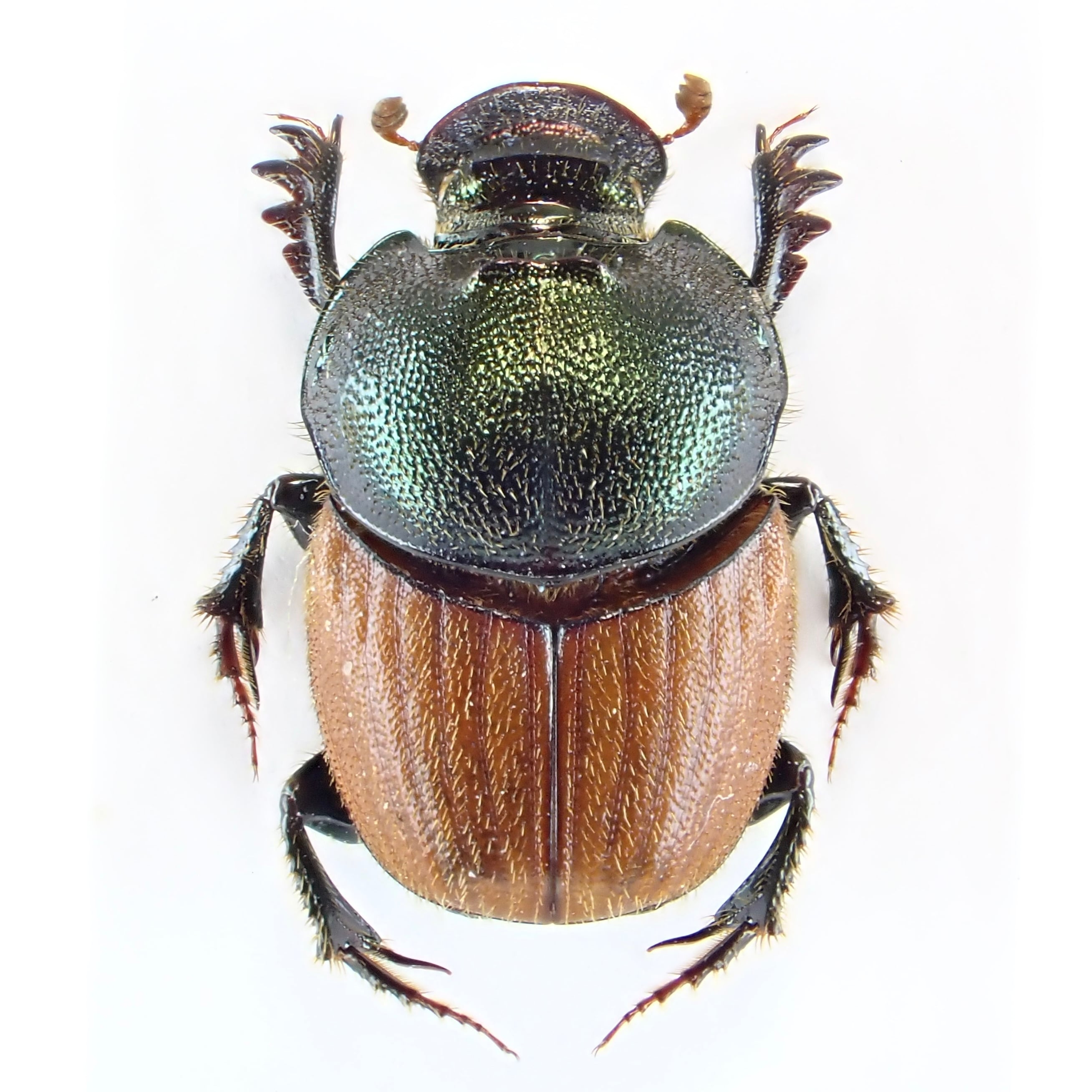 タンザニア産 Proagoderus sp. ♂♀ 9mm/9mm | 昆虫標本 Diggers & Rollers