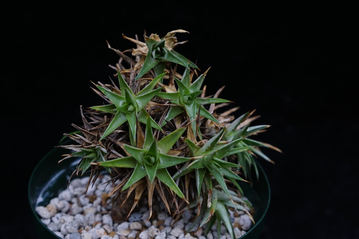 Deuterocohnia brevifolia ssp. chlorantha デウテロコニア ブレビ 