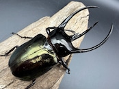 【WD】《ジャワコーカサスオオカブト 109mm ペア》