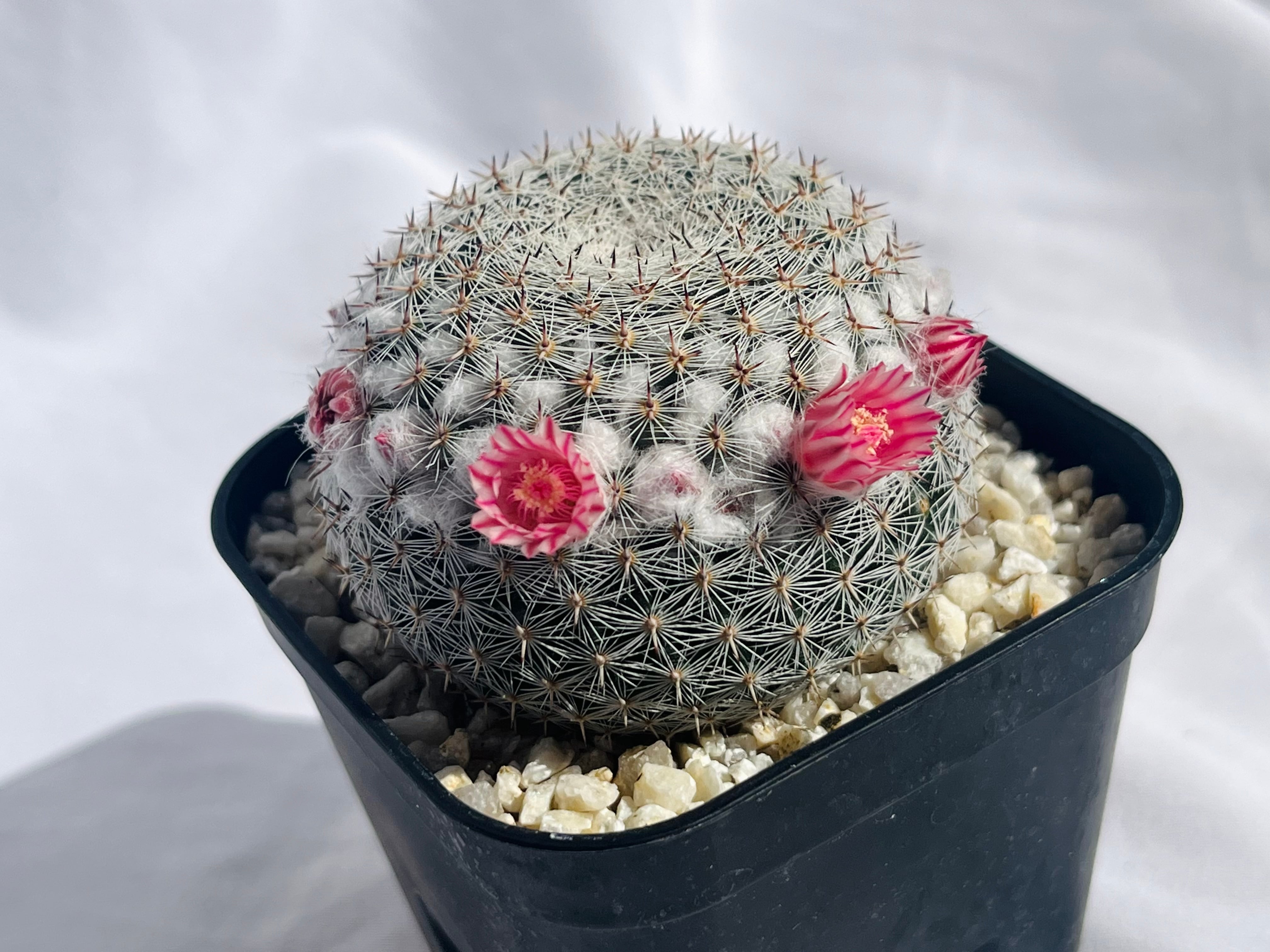 恋山彦 Mammillaria 実生 黒刺 安いMammillariaの通販商品を比較