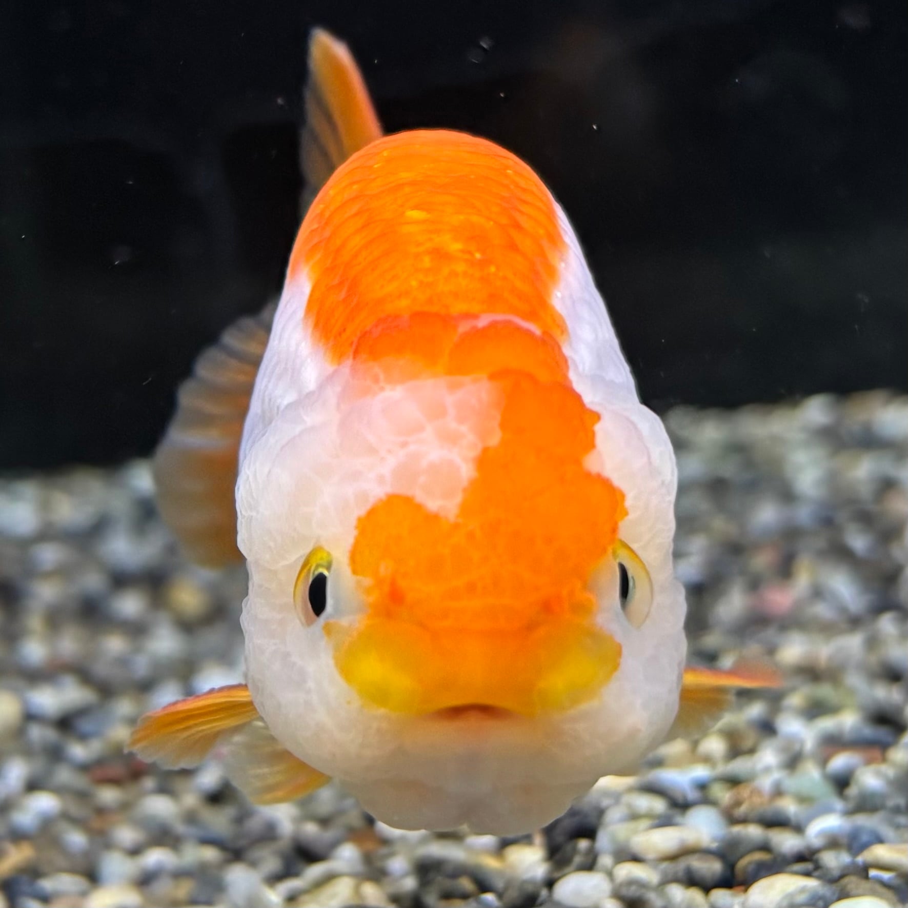 送料無料★中国産 金魚 サラサランチュウ ９ｃｍ 更紗らんちゅう 良物 ９ｃｍ | 金魚・熱帯魚専門店 AquaPro.H