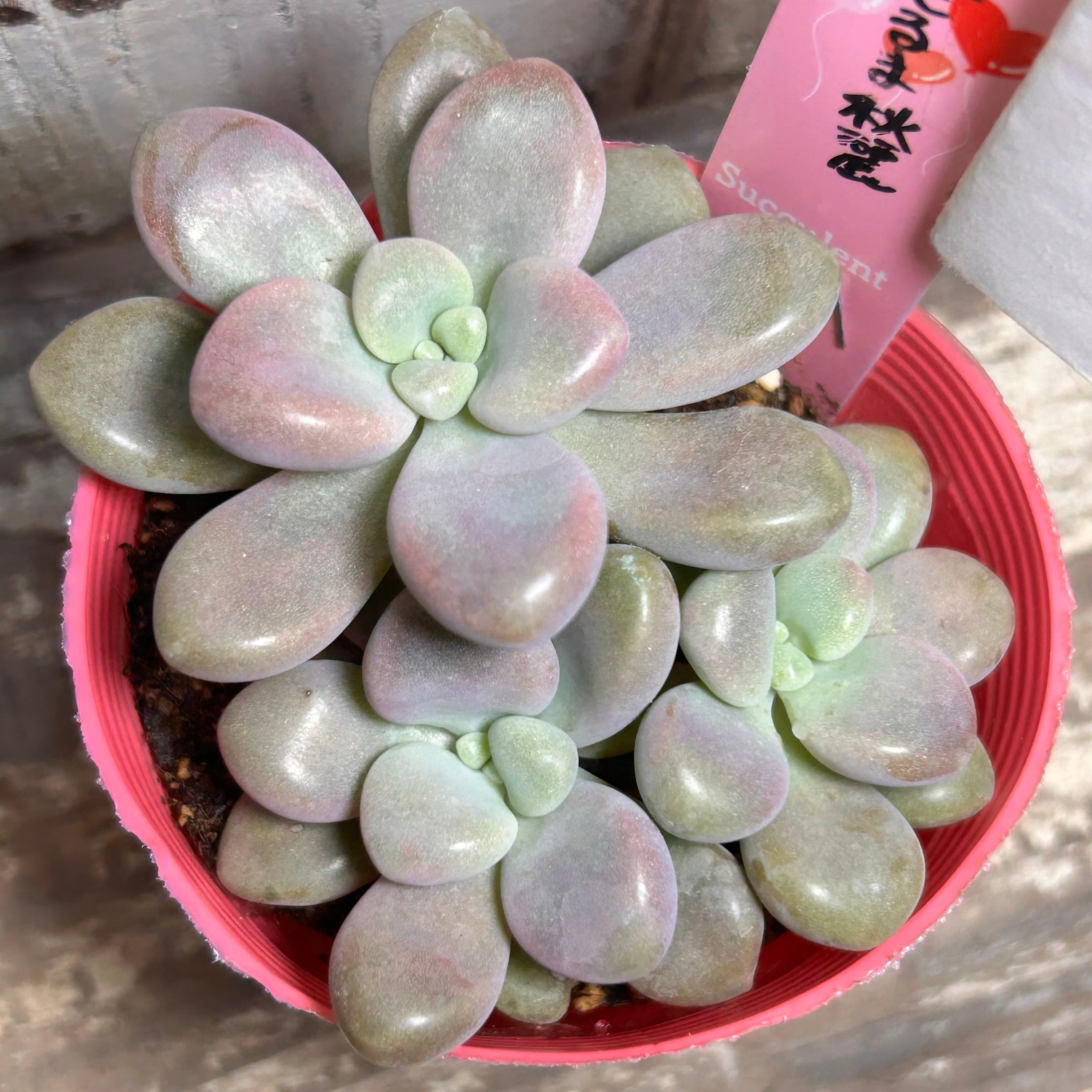 バニラビズ | RuPo 多肉植物専門店