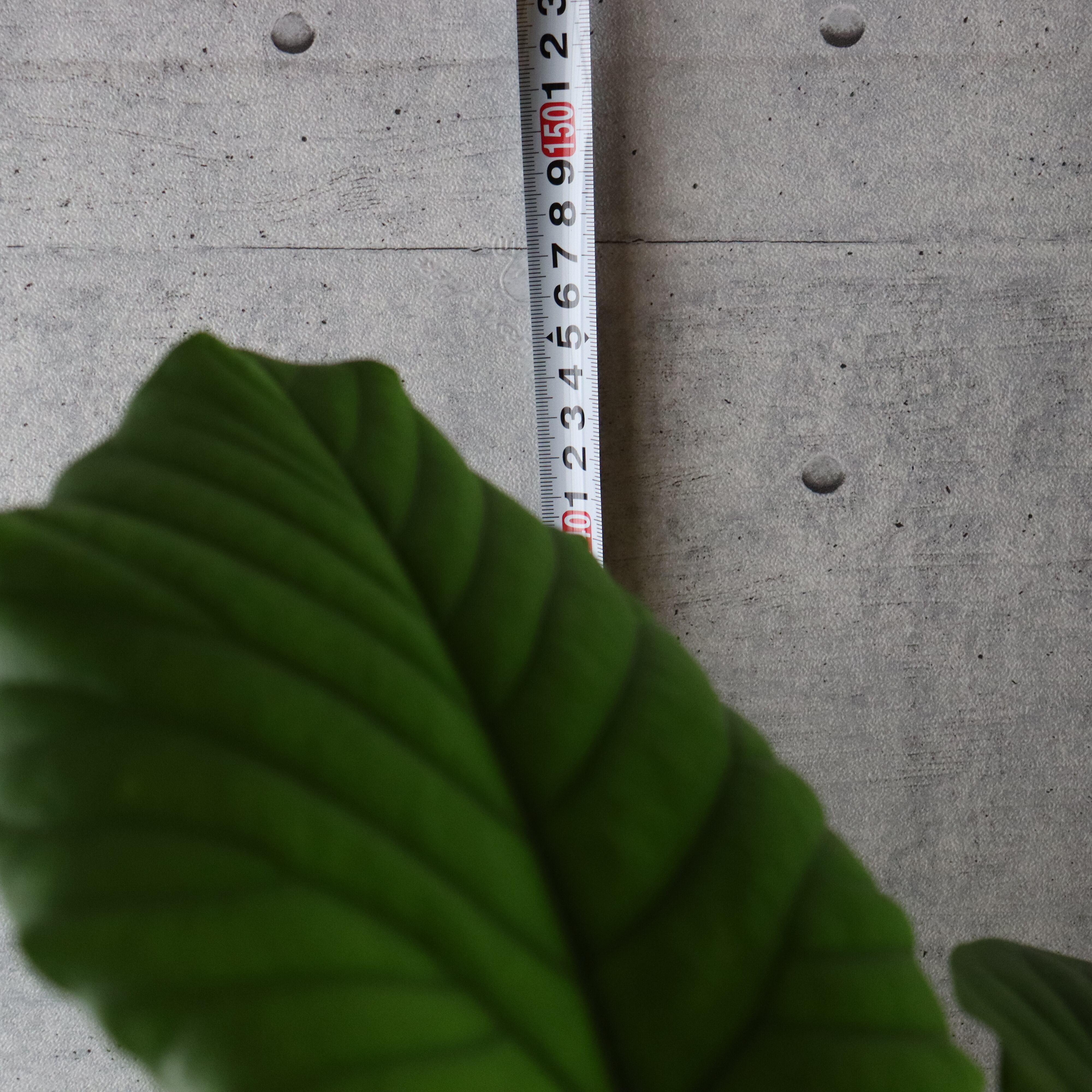 樹形◎145cm】フィカス ウンベラータ 曲がり仕立て 観葉植物 室内 大型