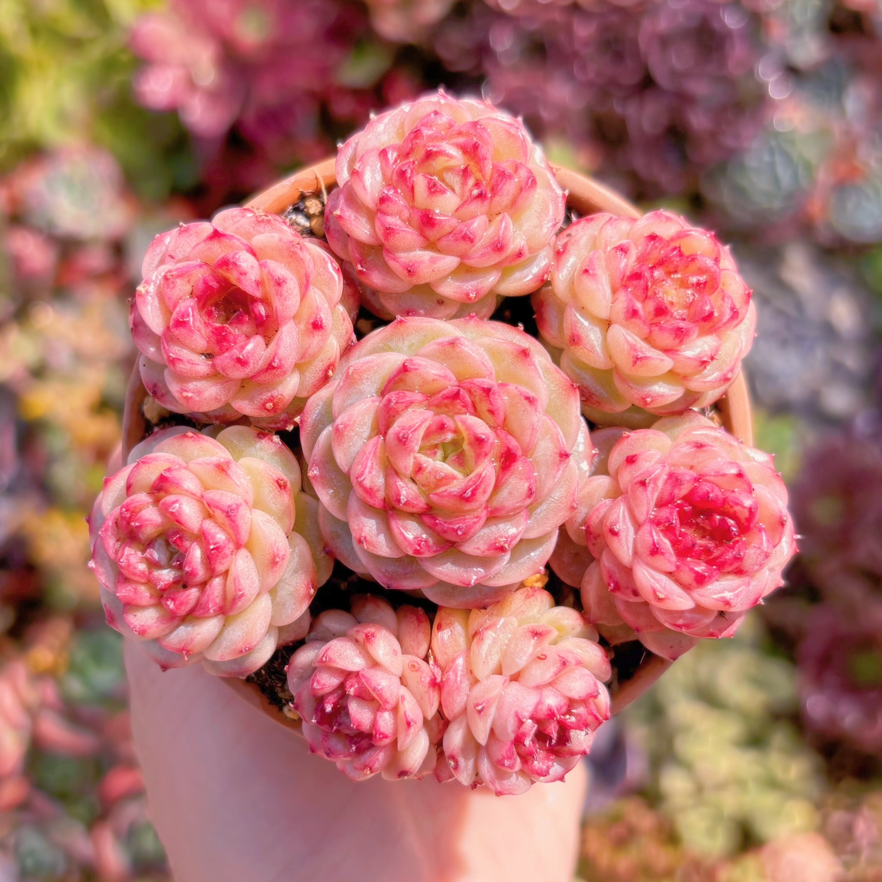 多肉植物　レッドベルベット(7苗)　新入荷　るる農園