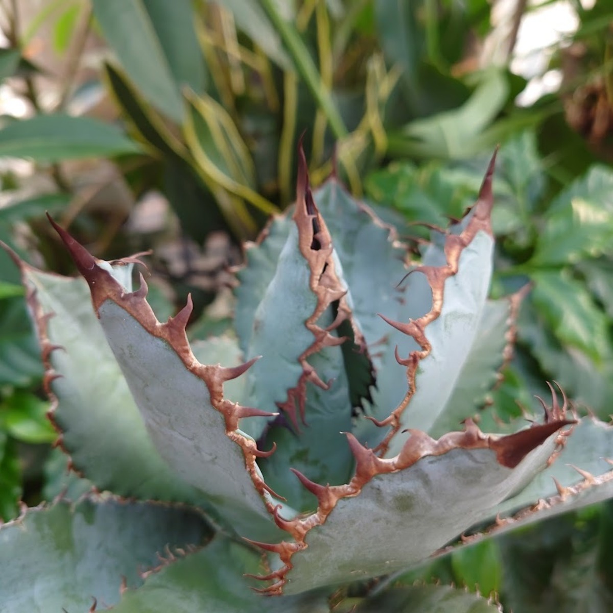 アガベ チタノタ ライオンズメーン Agave titanota Lion