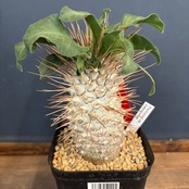 【BASE抽選販売(限定価格)】 パキポディウム　ナマクアナム　光堂