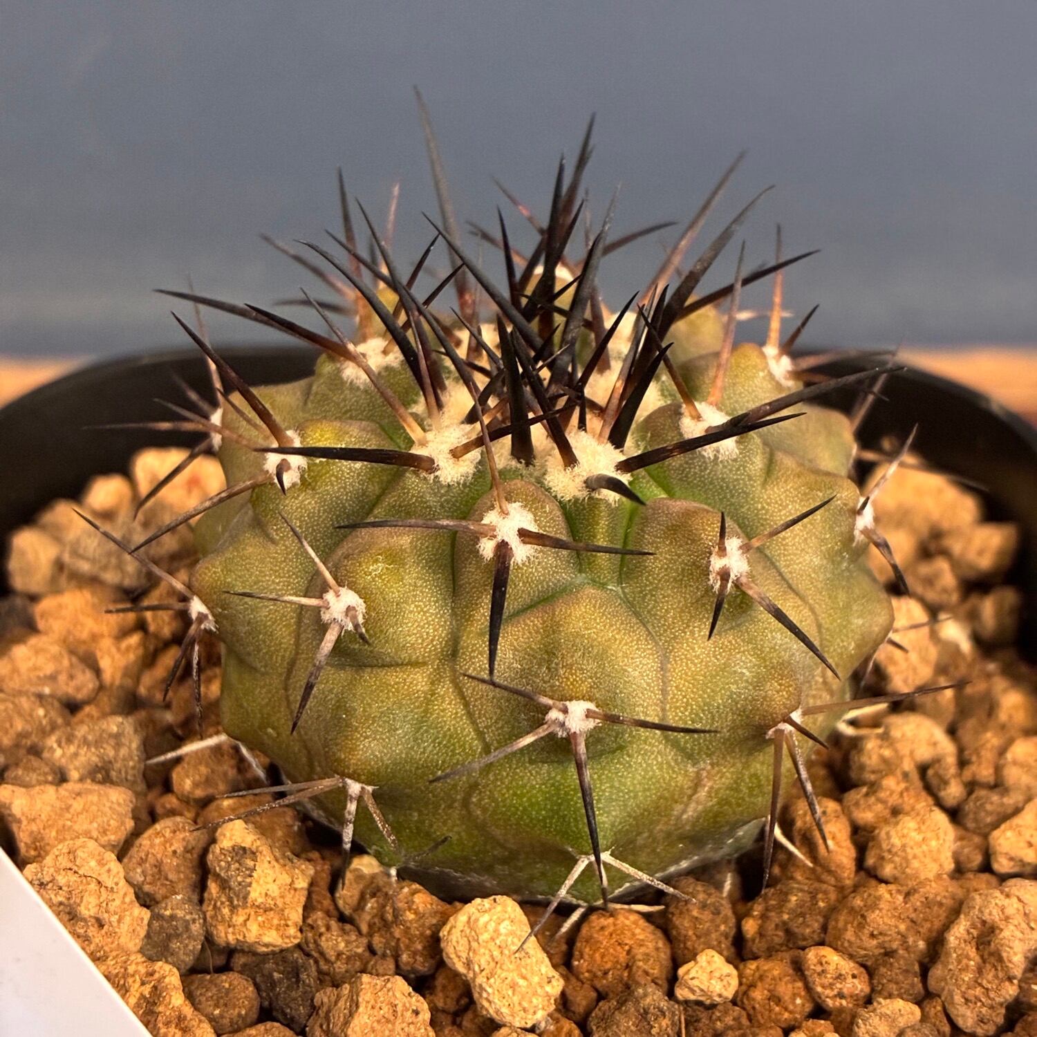 Copiapoa】サボテン コピアポア 黒王丸実生【733】 | PROTOLEAF プロト