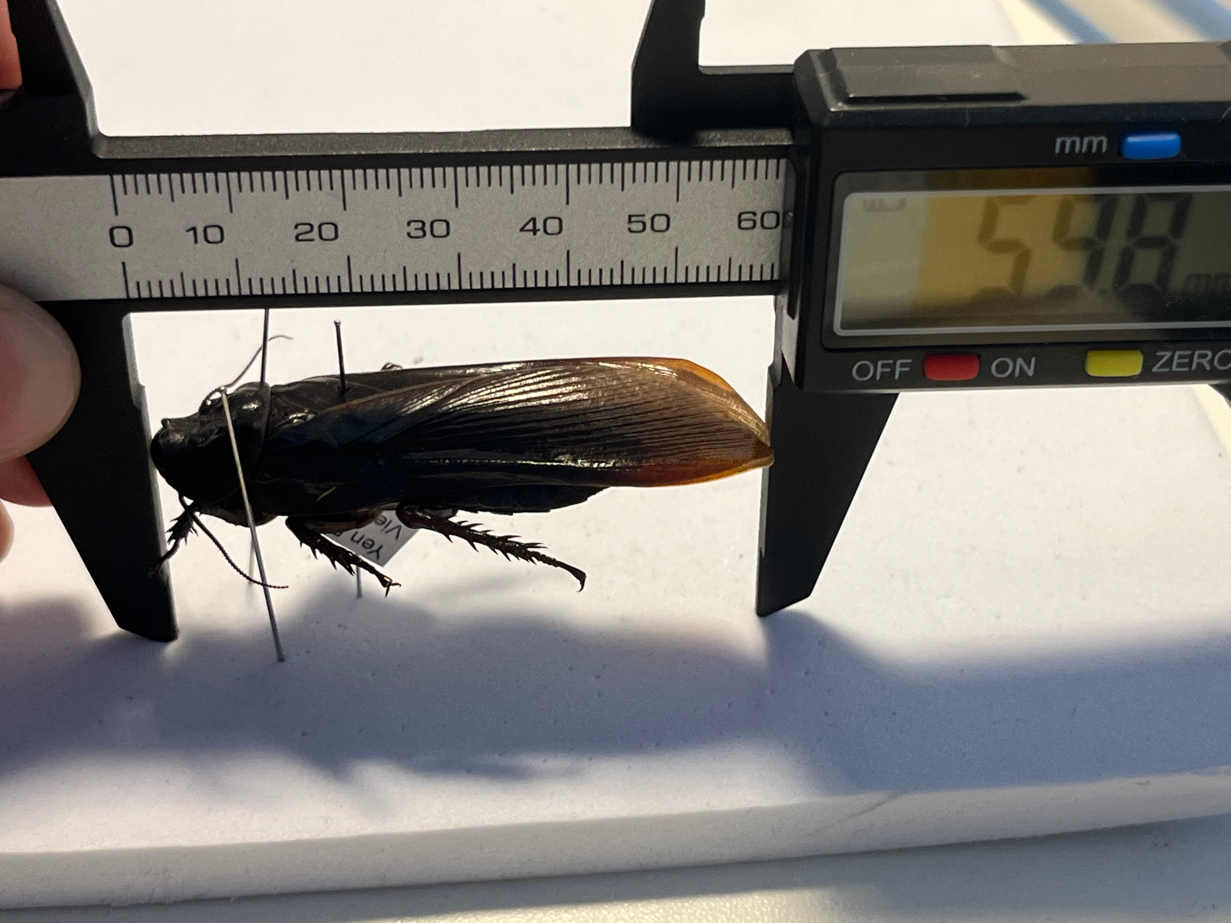蜚標本】オオゴキブリの一種 デュビア レッドローチ ペットローチ