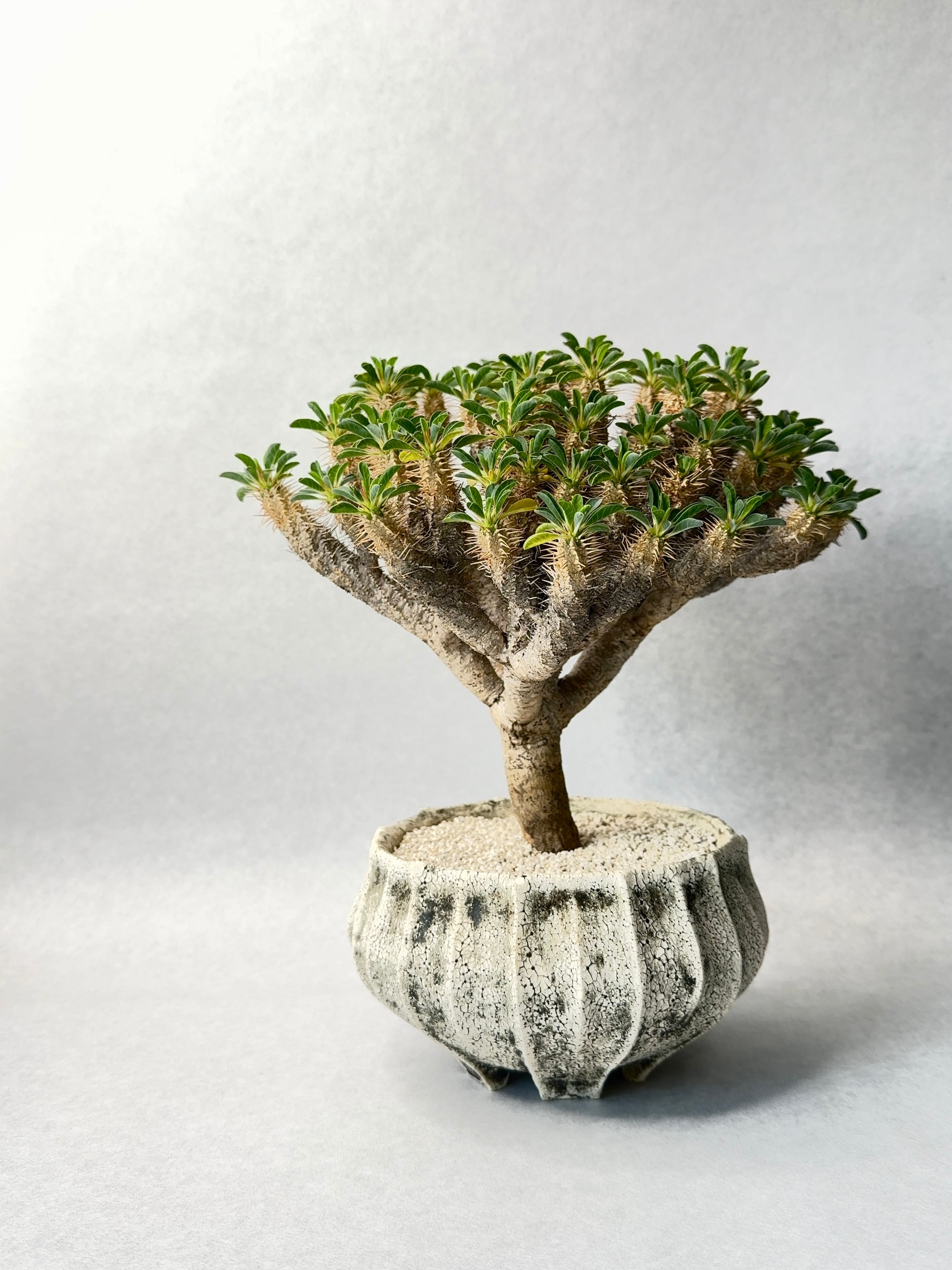 ユーフォルビア　ギラウミニアナ fit=scale-down,w=1200