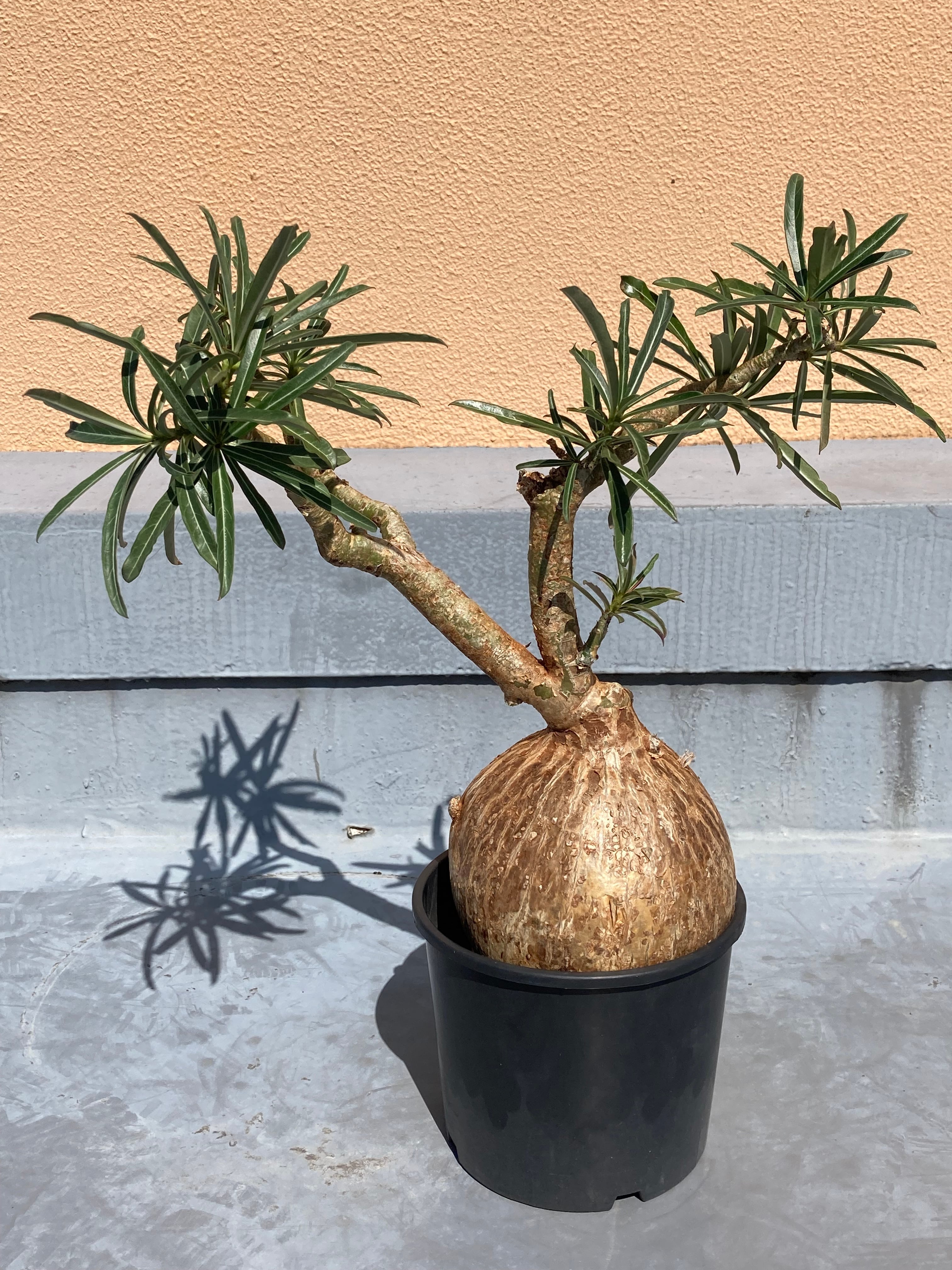 Adenium Somalense Nova 【アデニウム ソマレンセ ノバ】 | Pay ID Adenium Somalense Nova 【アデニウム ソマレンセ ノバ】 | Pay ID